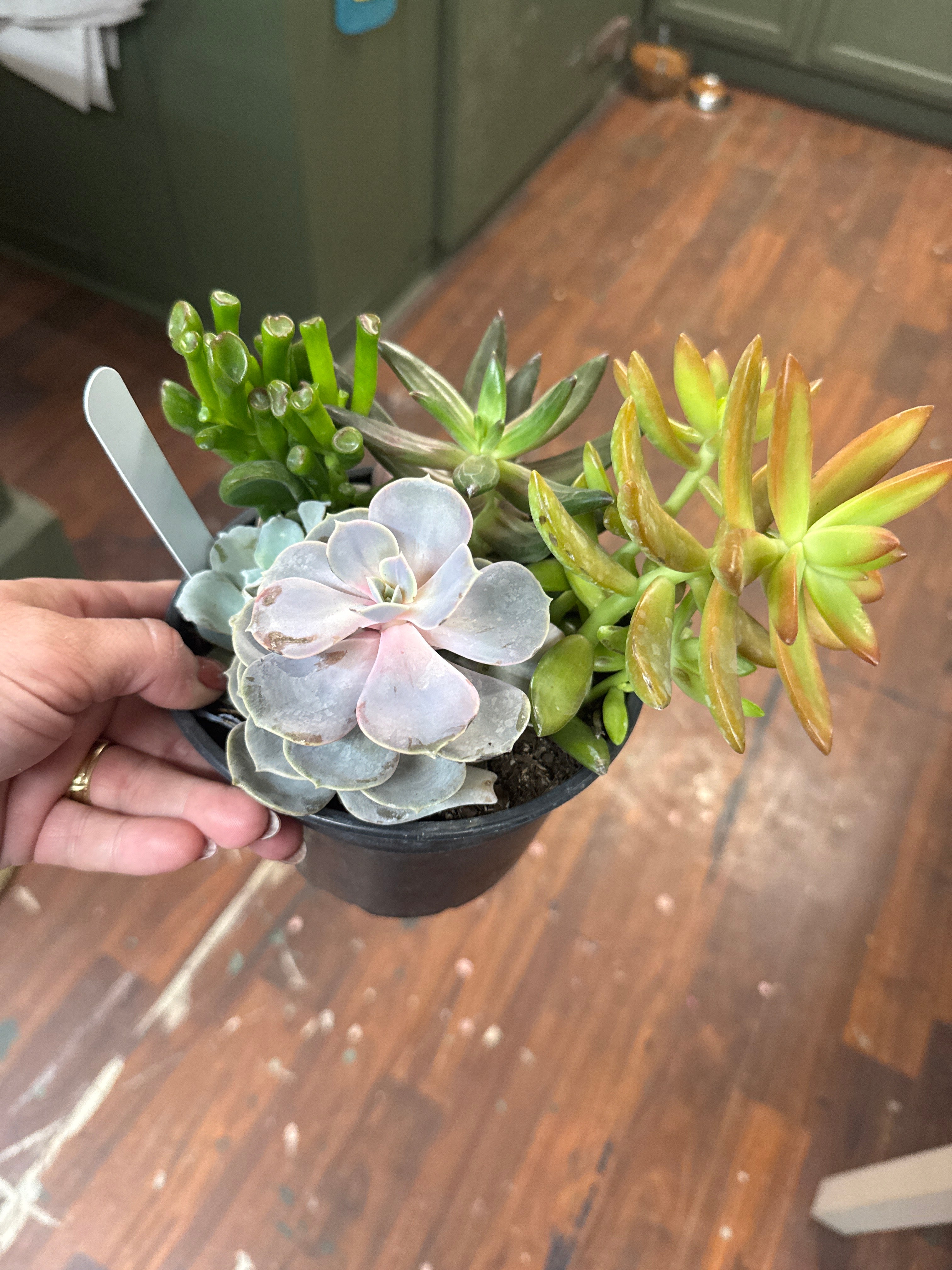 6in Succulent Combo Pot