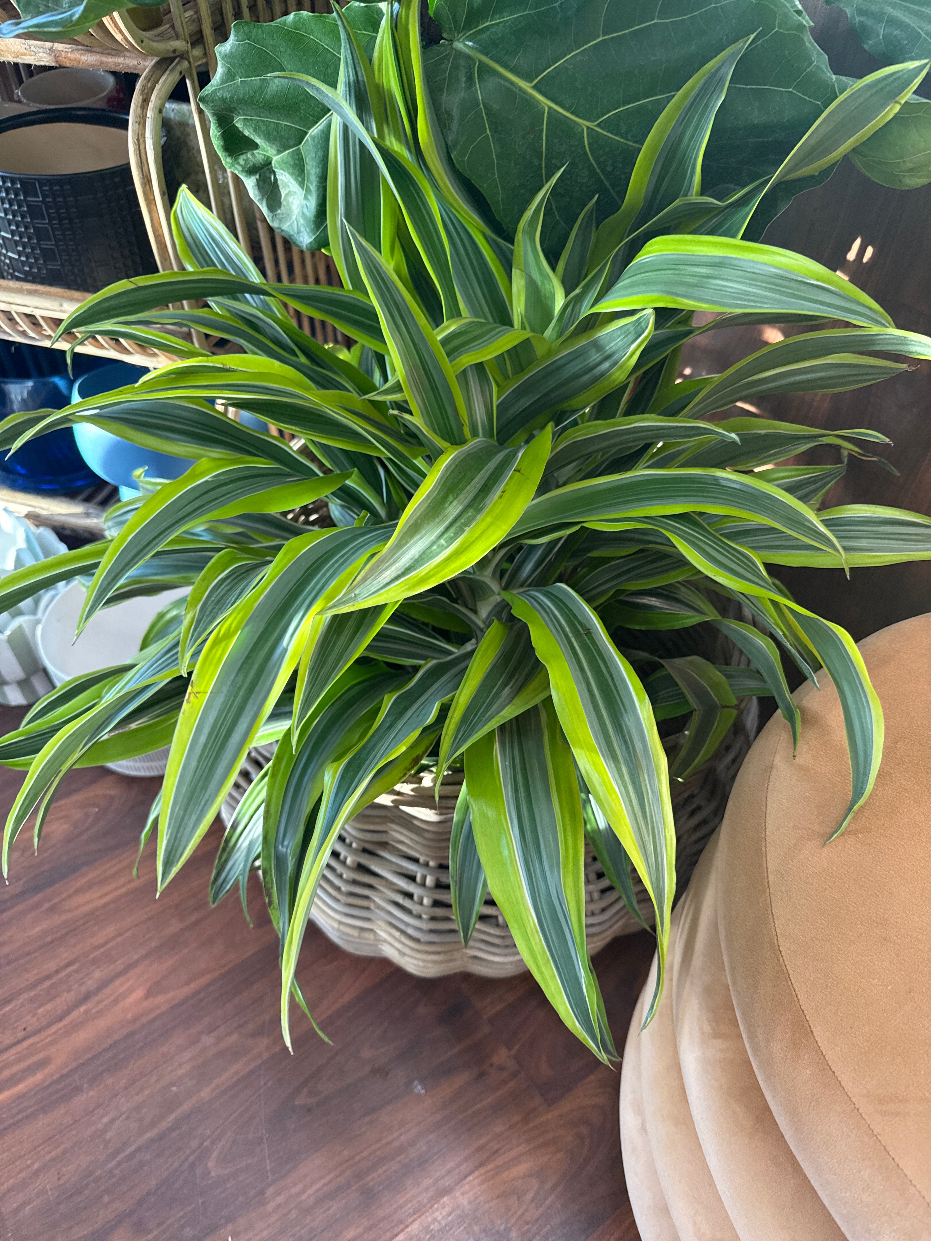 10in Dracena Warneckii Goldstar