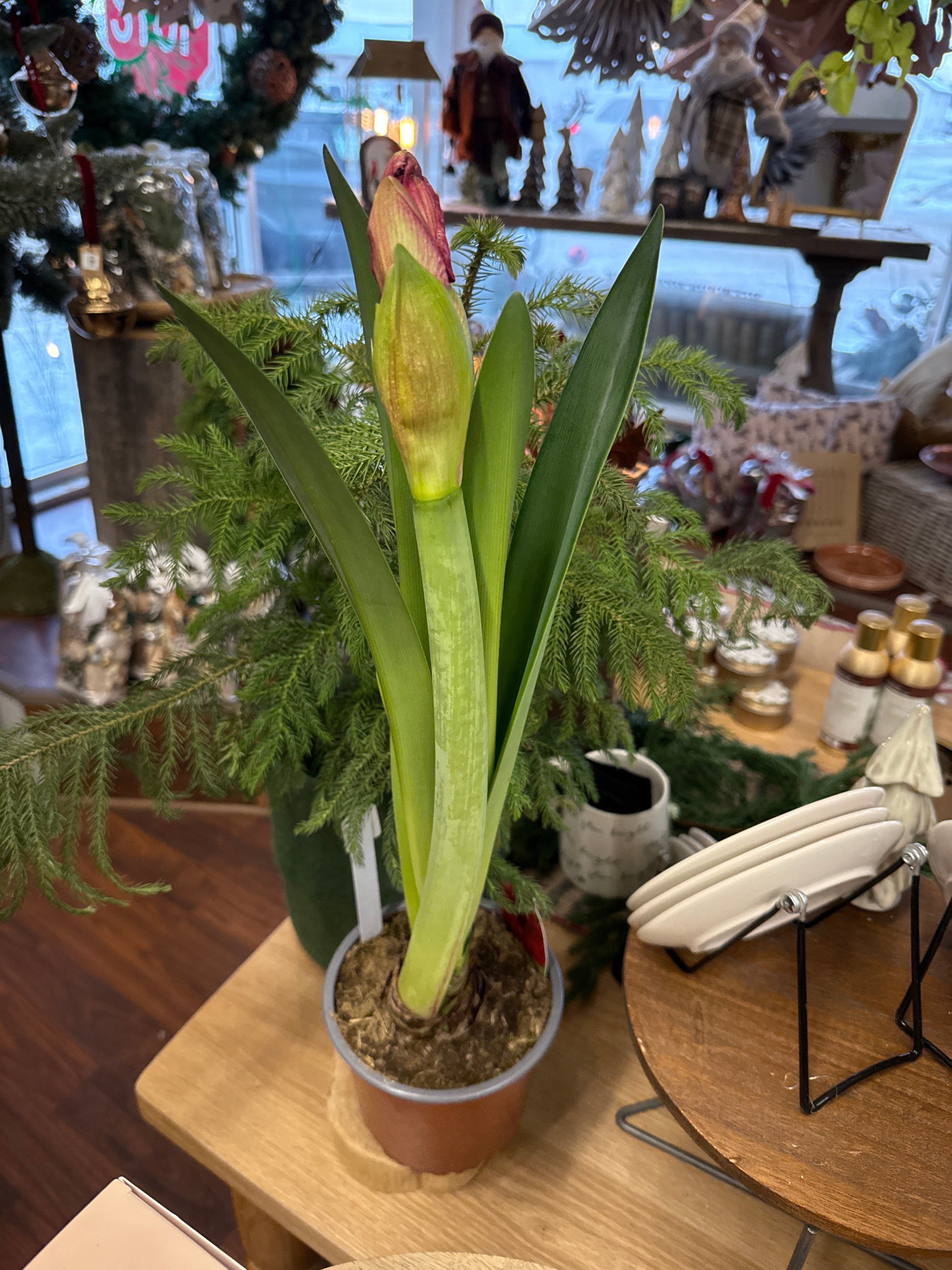 6in Red Double Spike Amarrylis