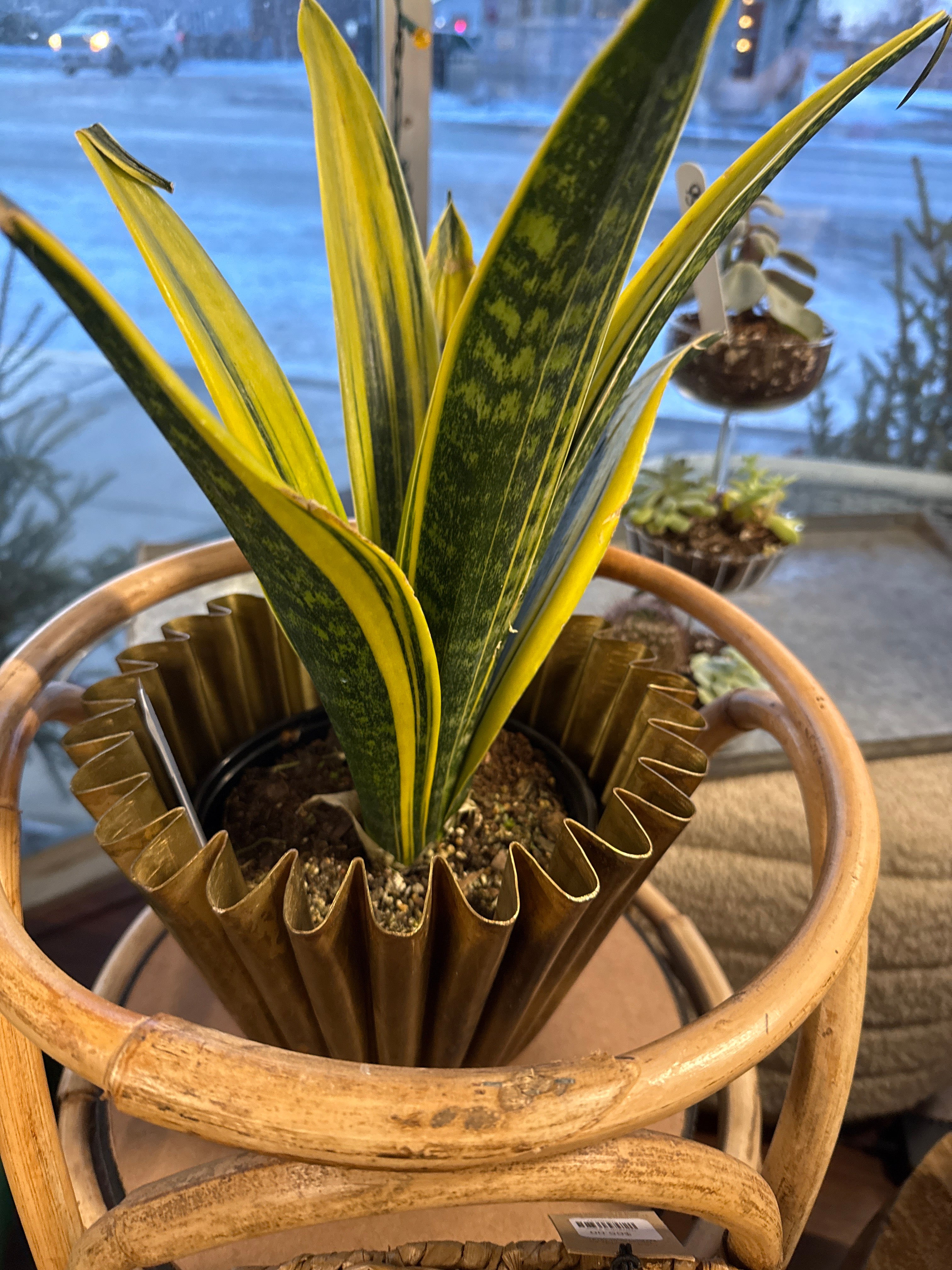 6in Sansveria La Rubia