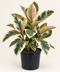 8in Ficus Tienke