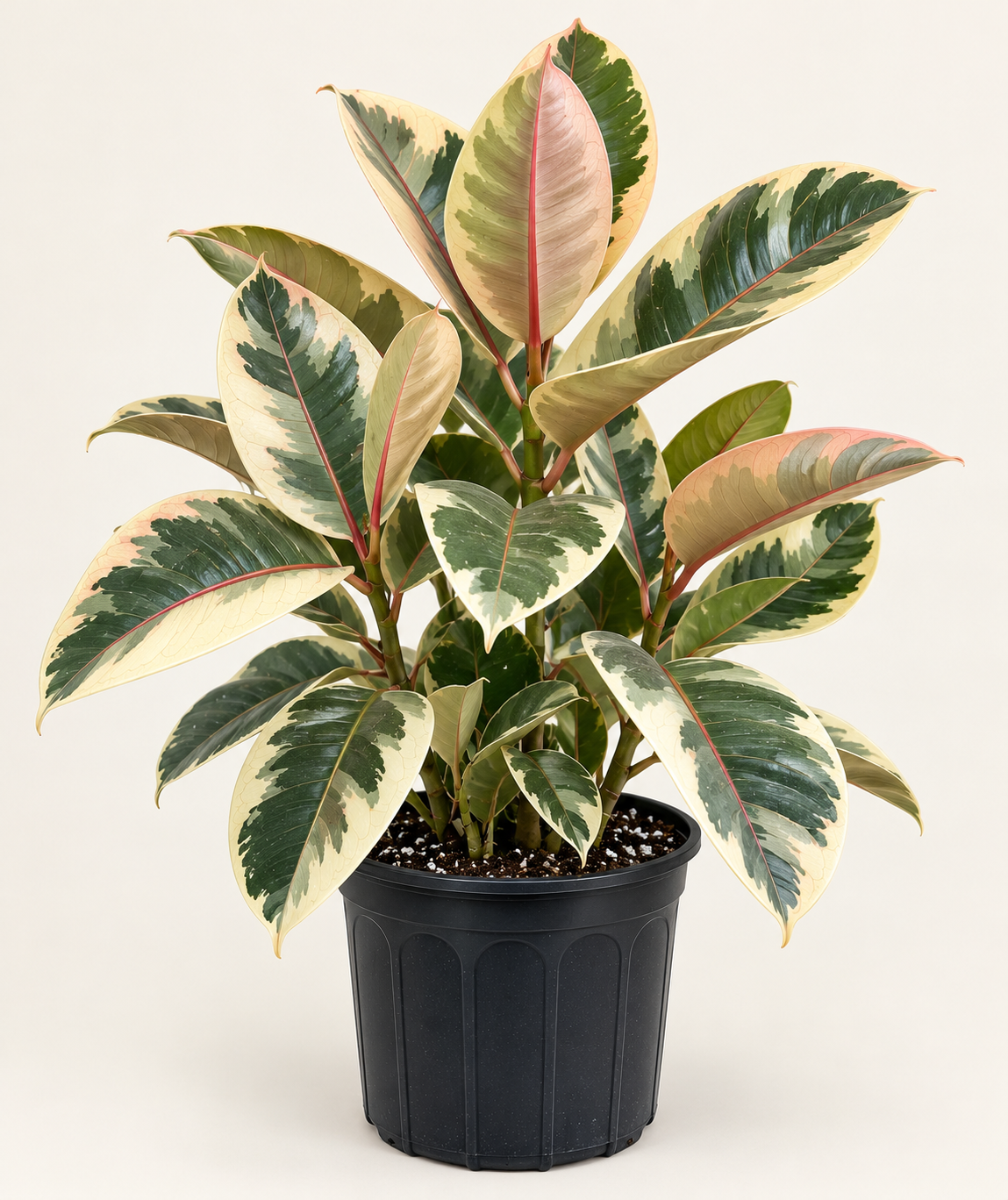 8in Ficus Tienke