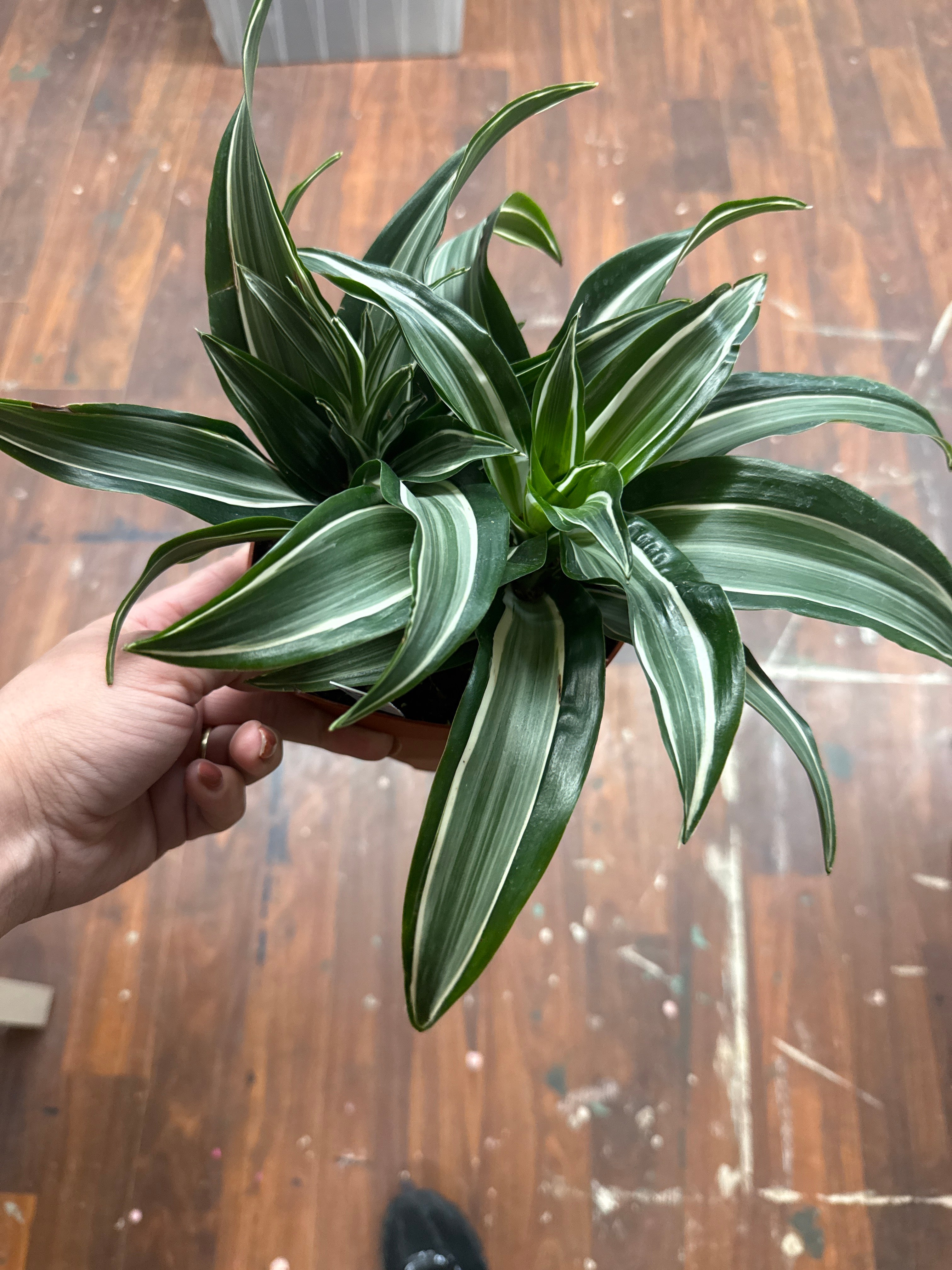 6in Dracena Jade Jewell