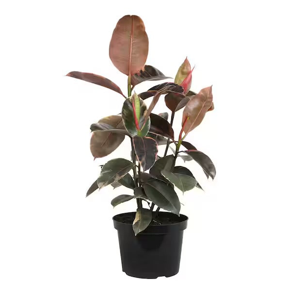 8in Ficus Tienke