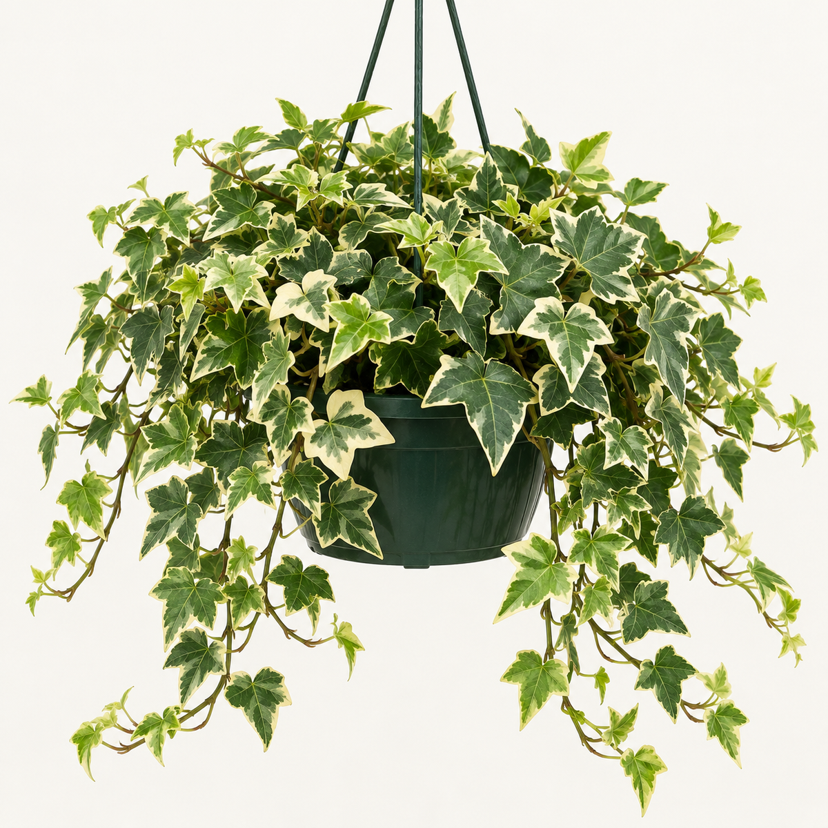 8in Variegated Ivy