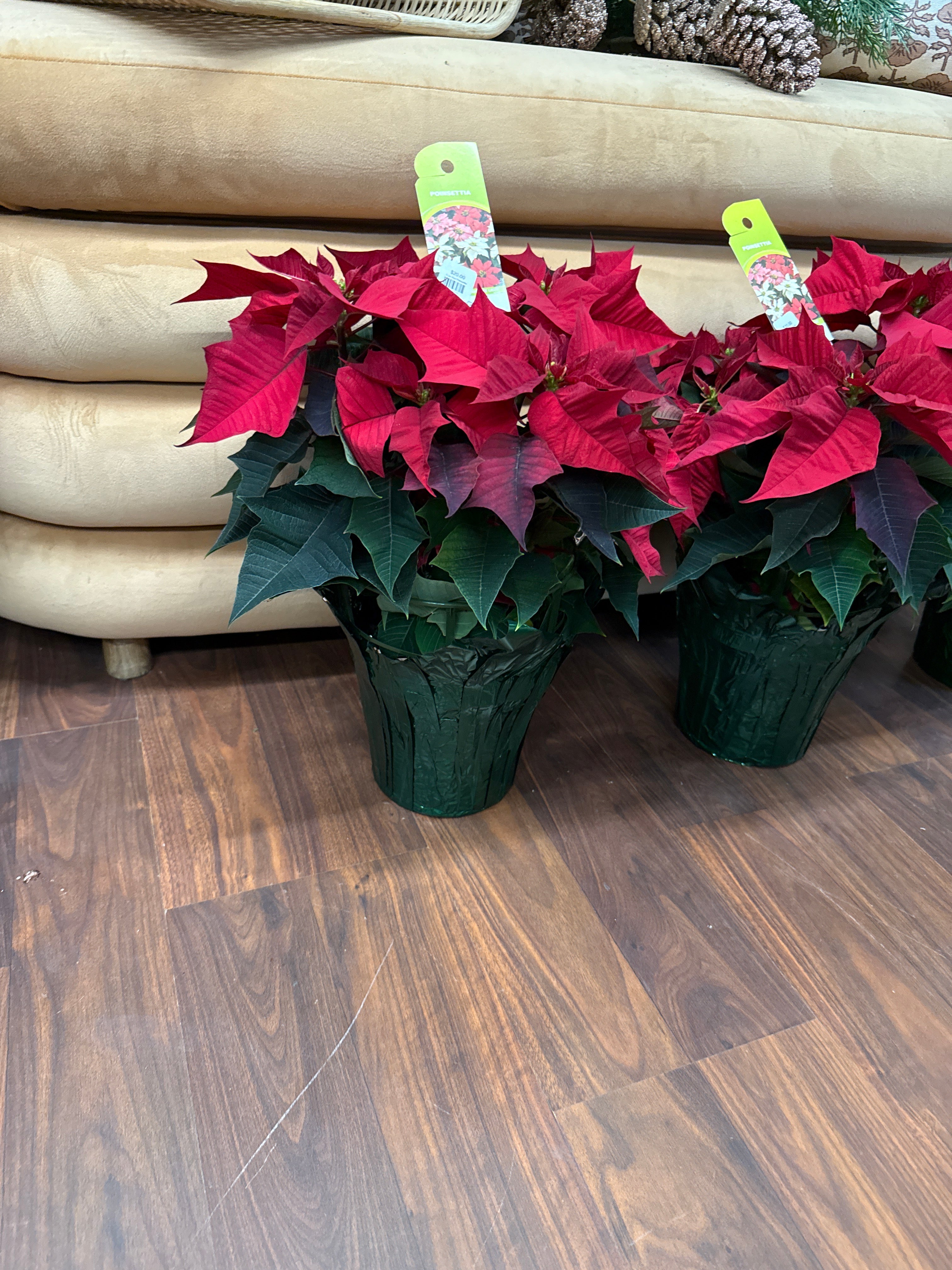 6.5in Red Poinsettia