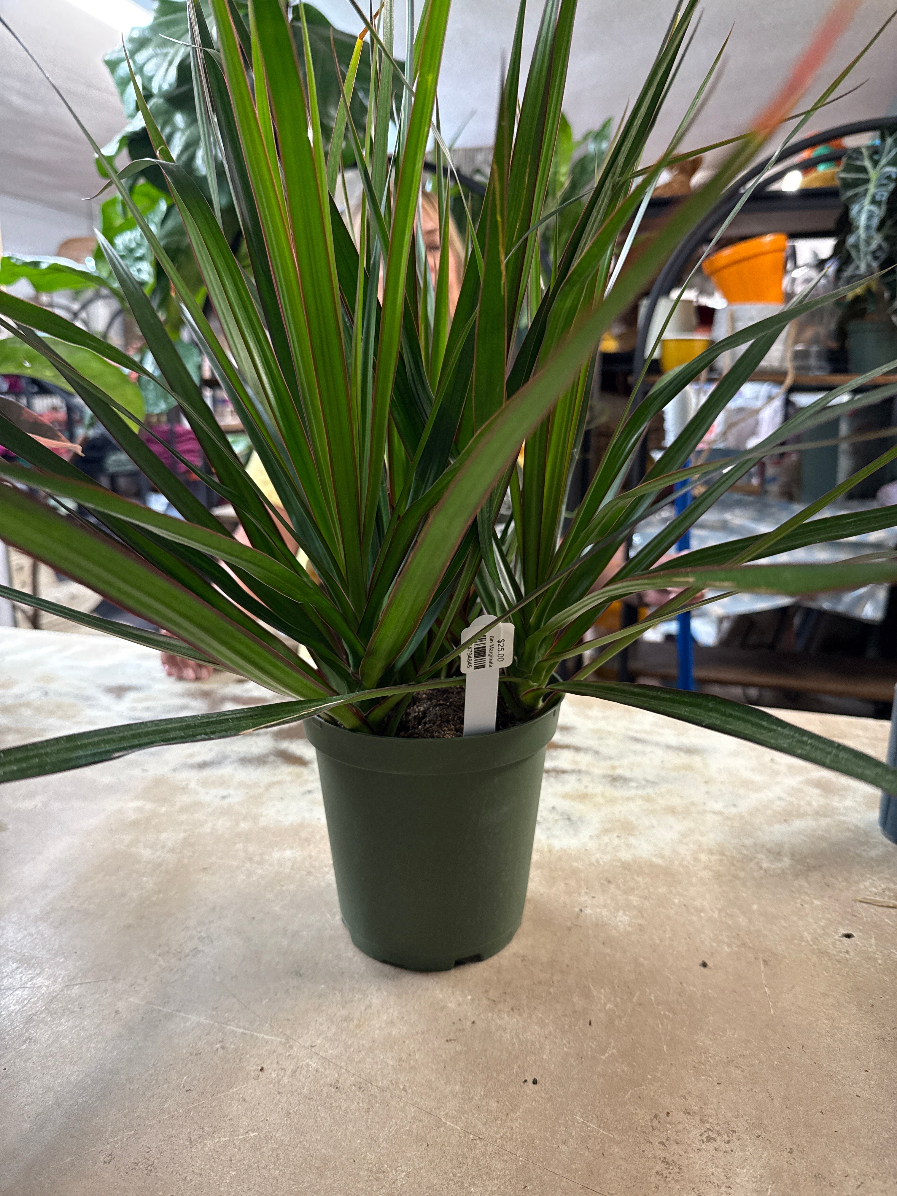 6in Marginata