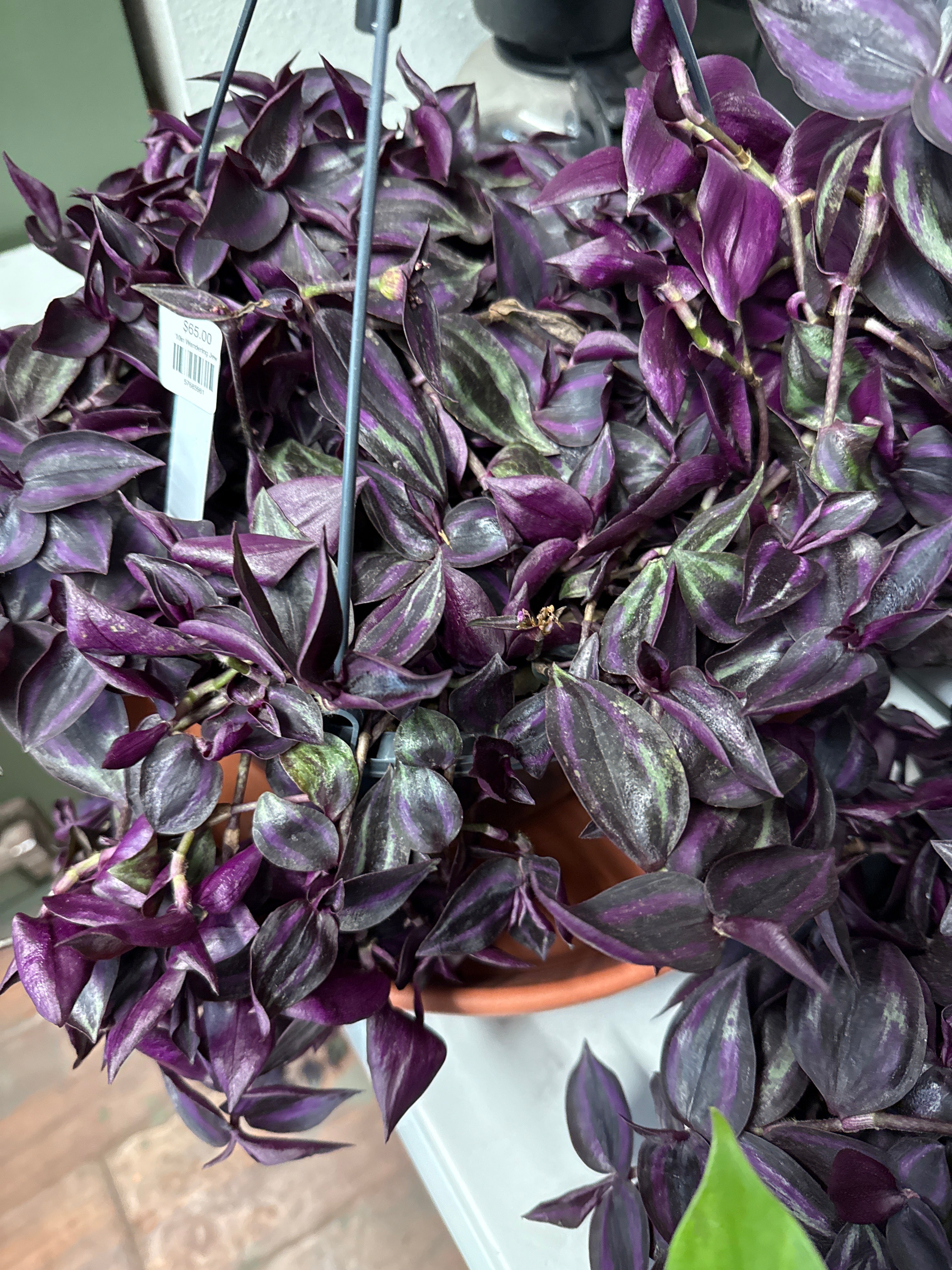 10in Wandering Jew