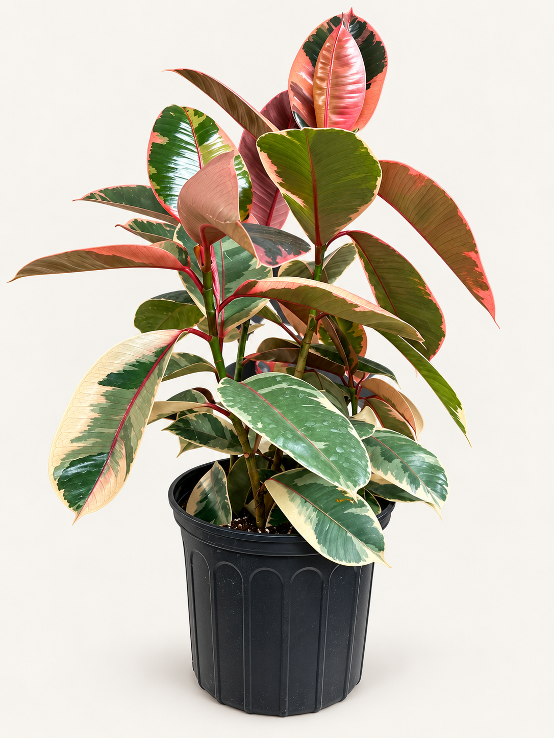 8in Ficus Ruby