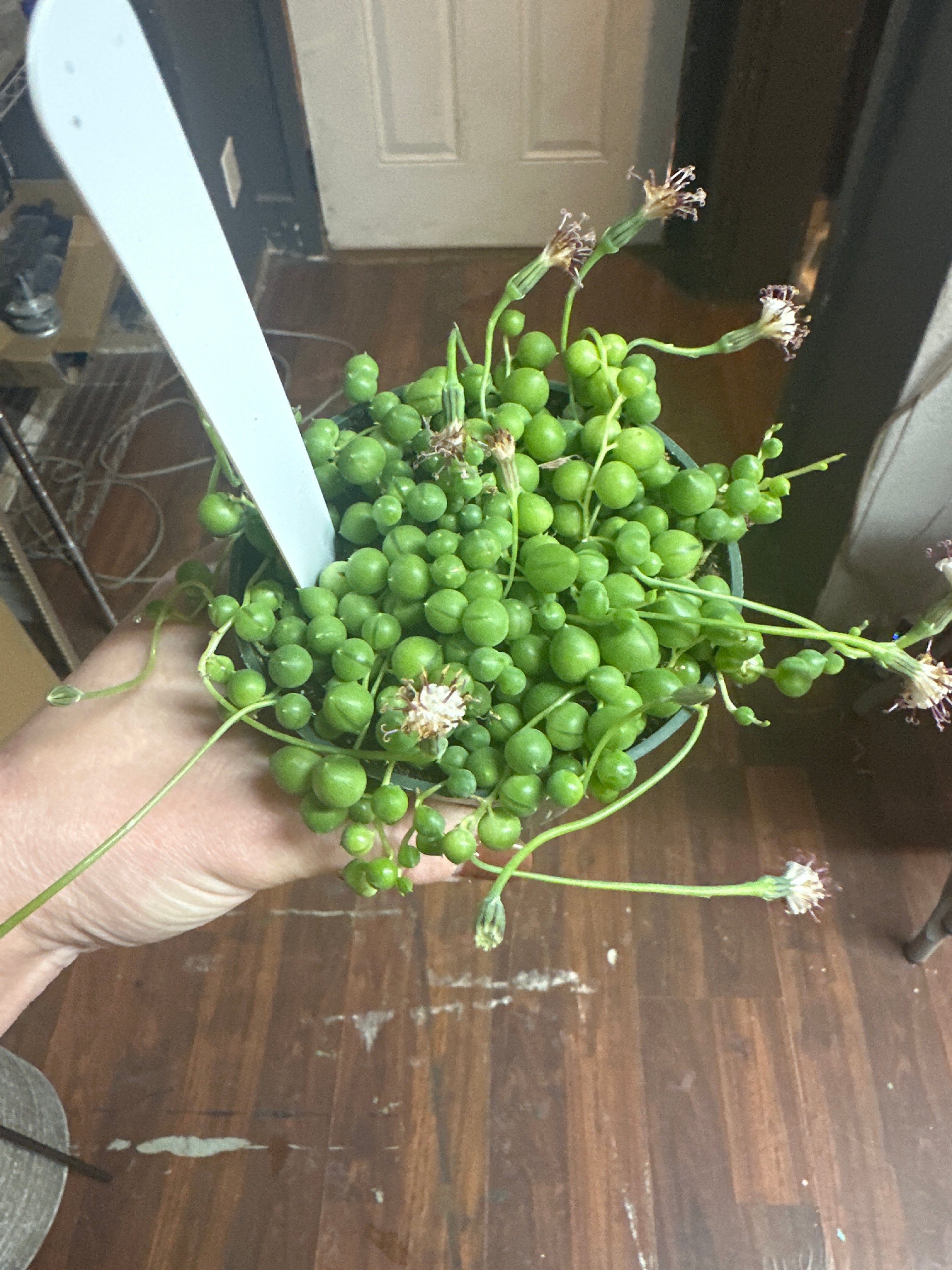 4in String of Pearls