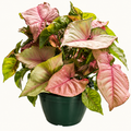 8in Syngonium