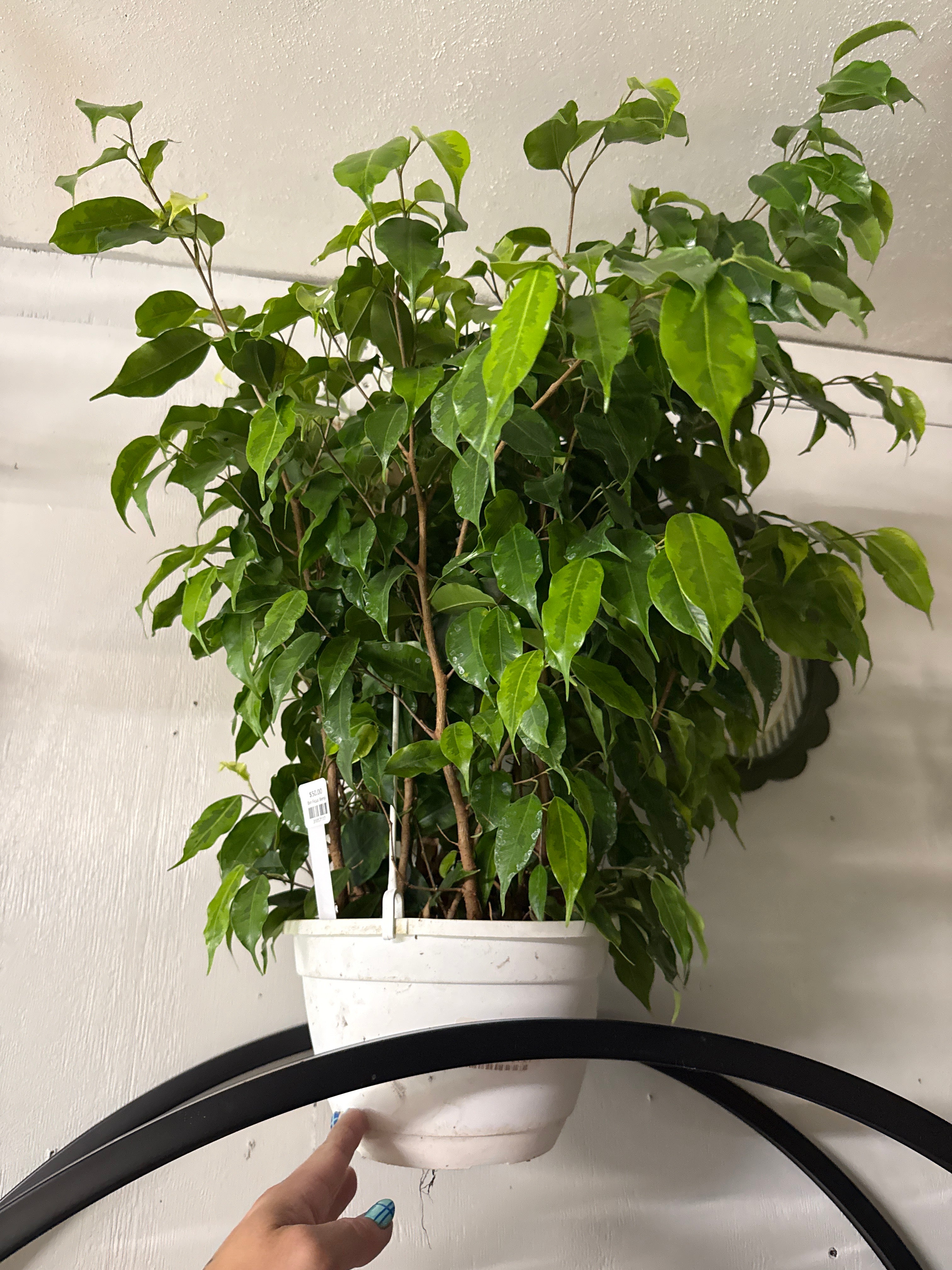8in Ficus Benji