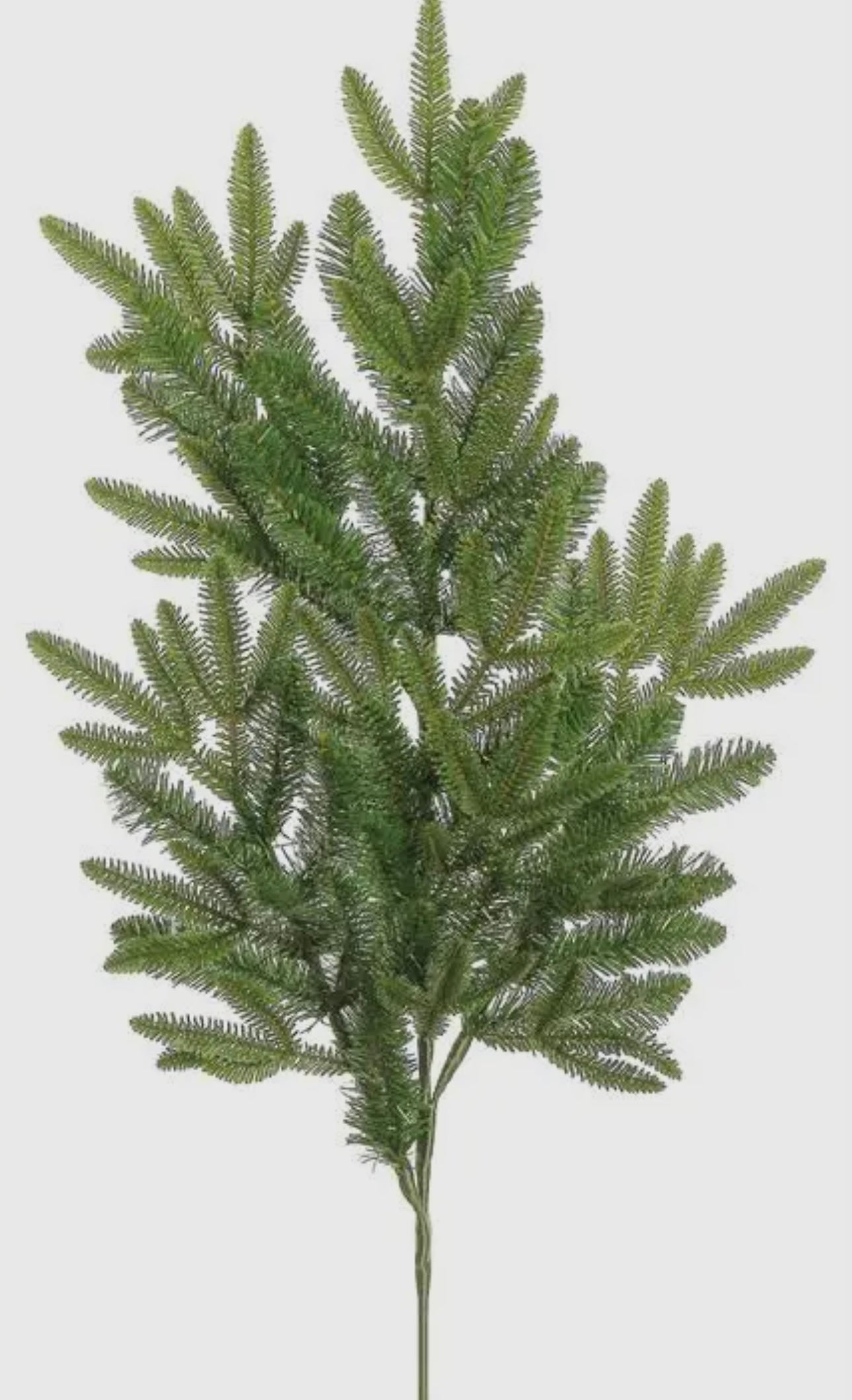 Frasier Fir Branch