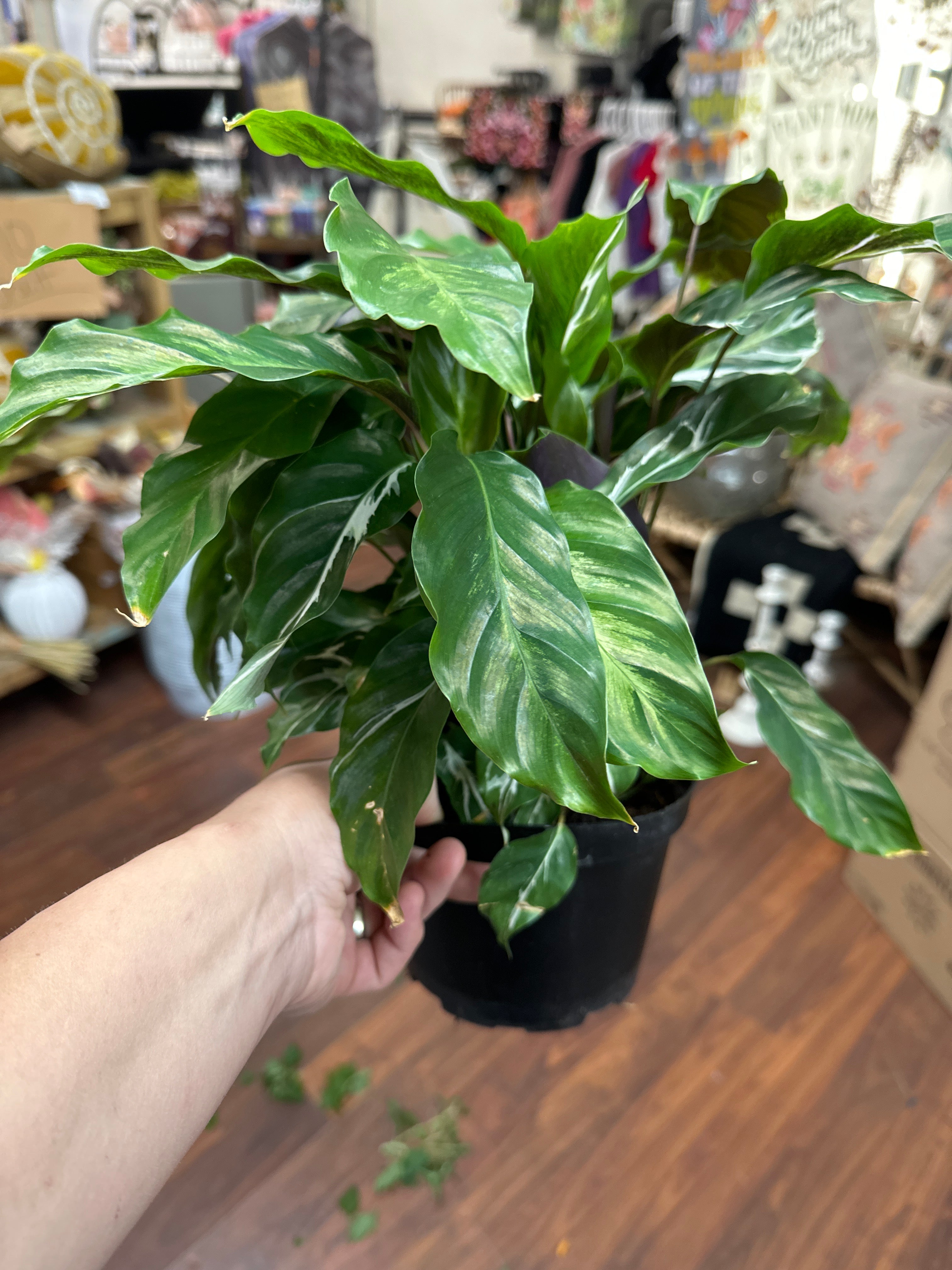 6in Calathea White Fusion