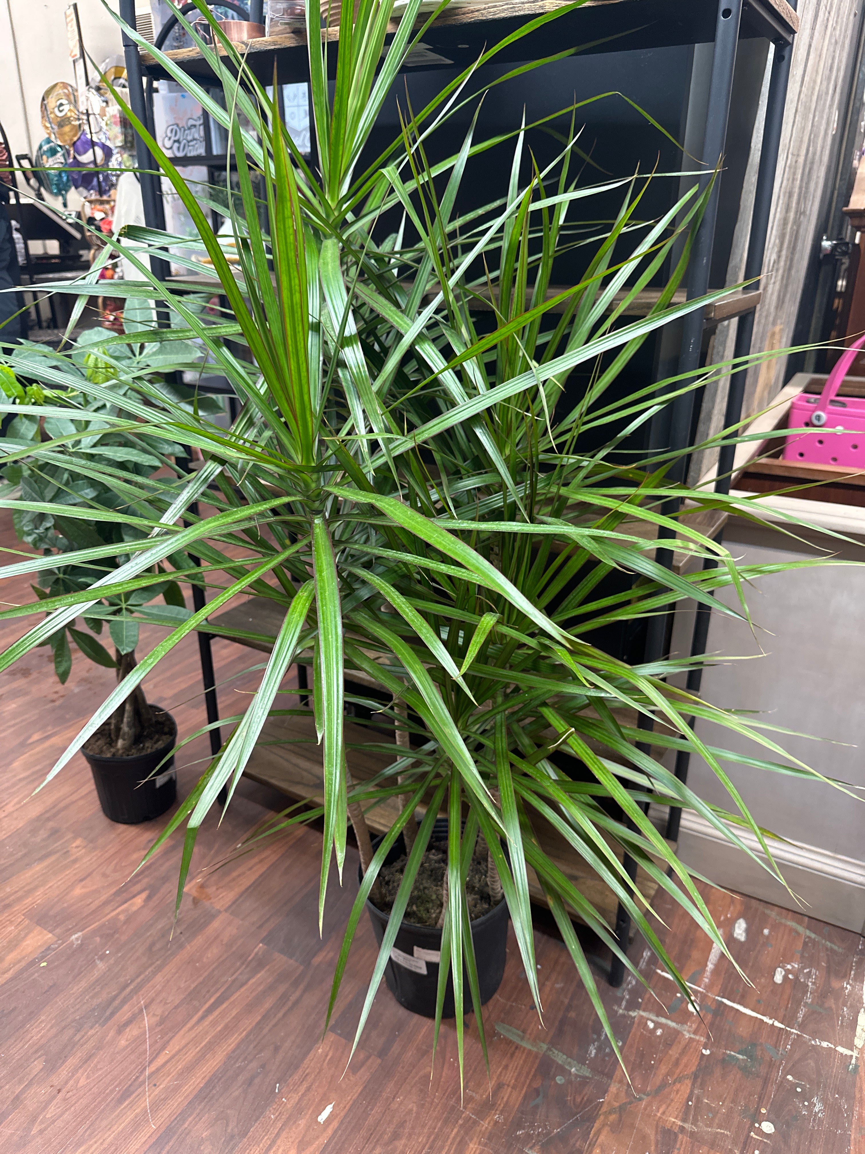 10in Dracena Marginata Staggered