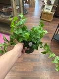 6in Variegated Ivy