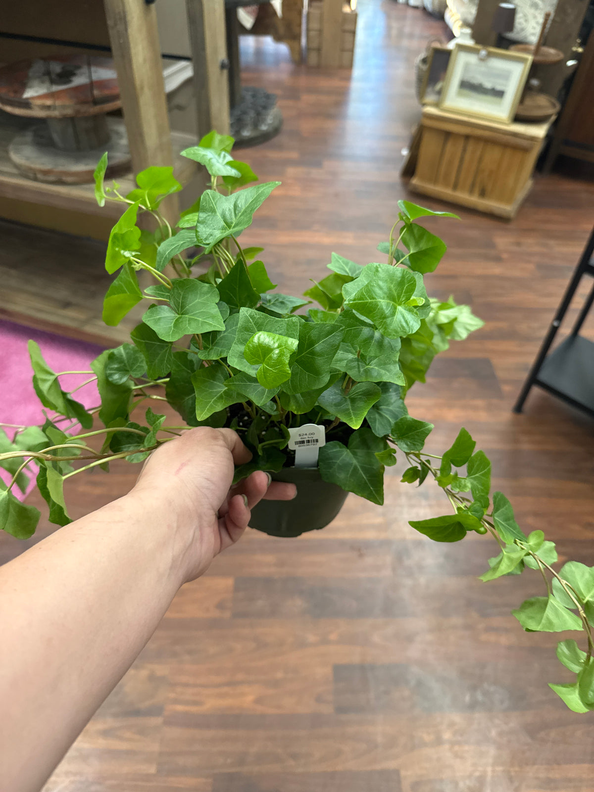 6in Variegated Ivy