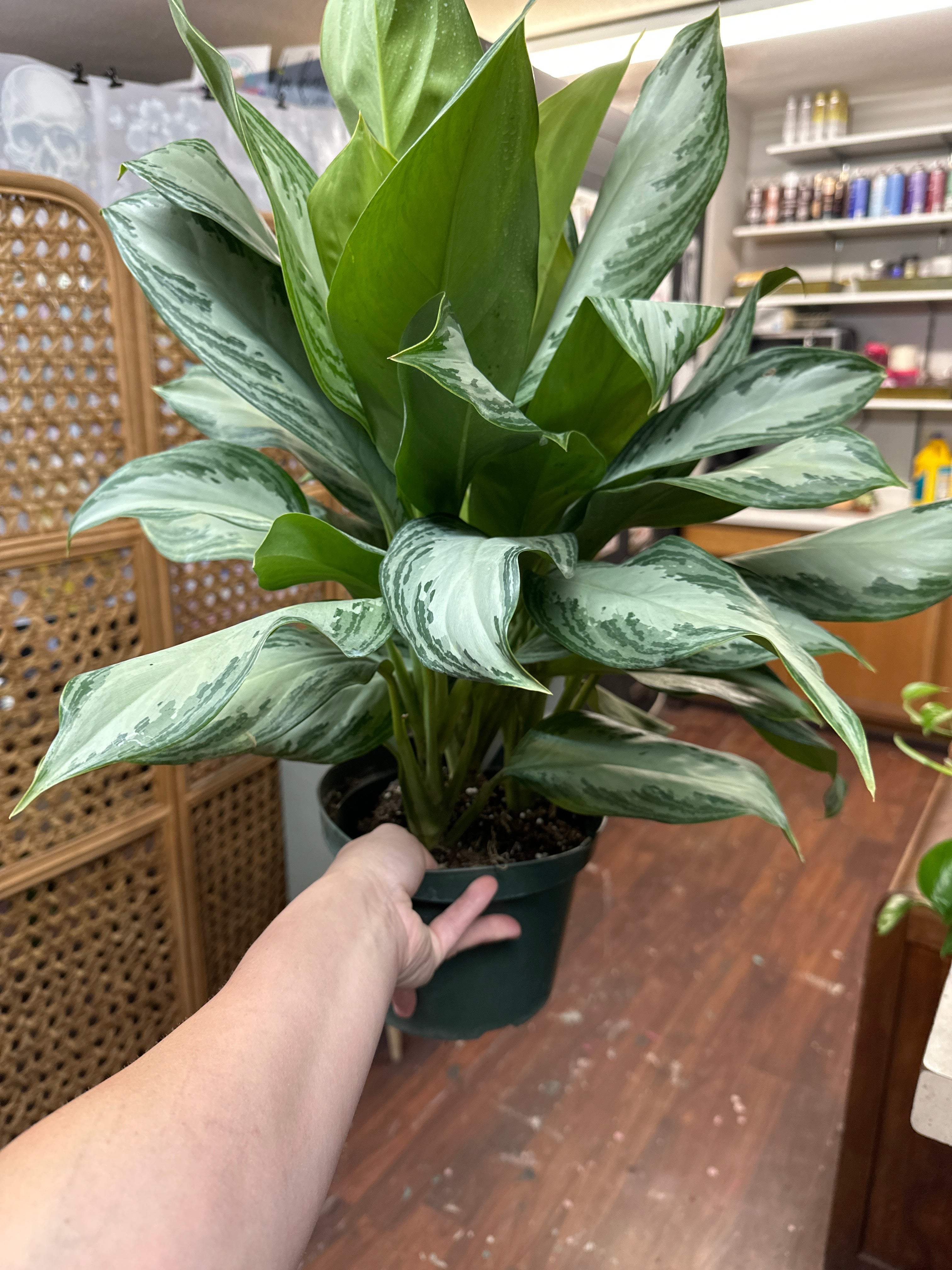 8in Aglaonema Silver Bay