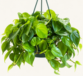 8in Philodendron Brasil