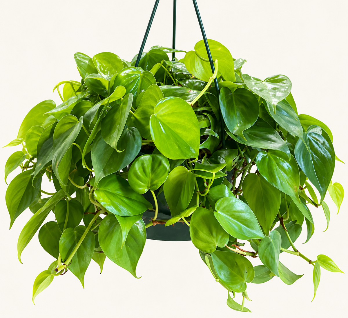 8in Philodendron Brasil