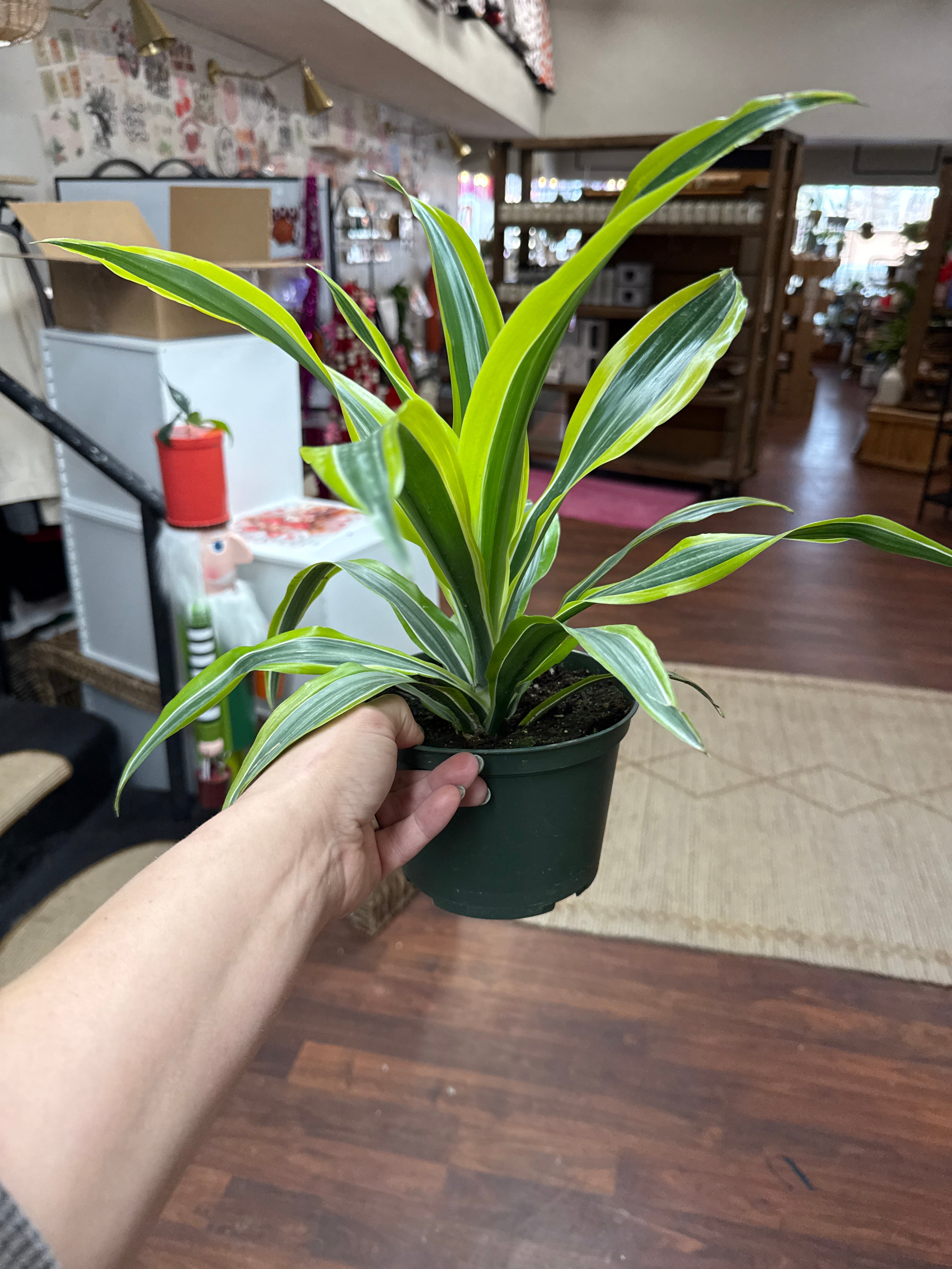 6in Dracena Warneckii Goldstar