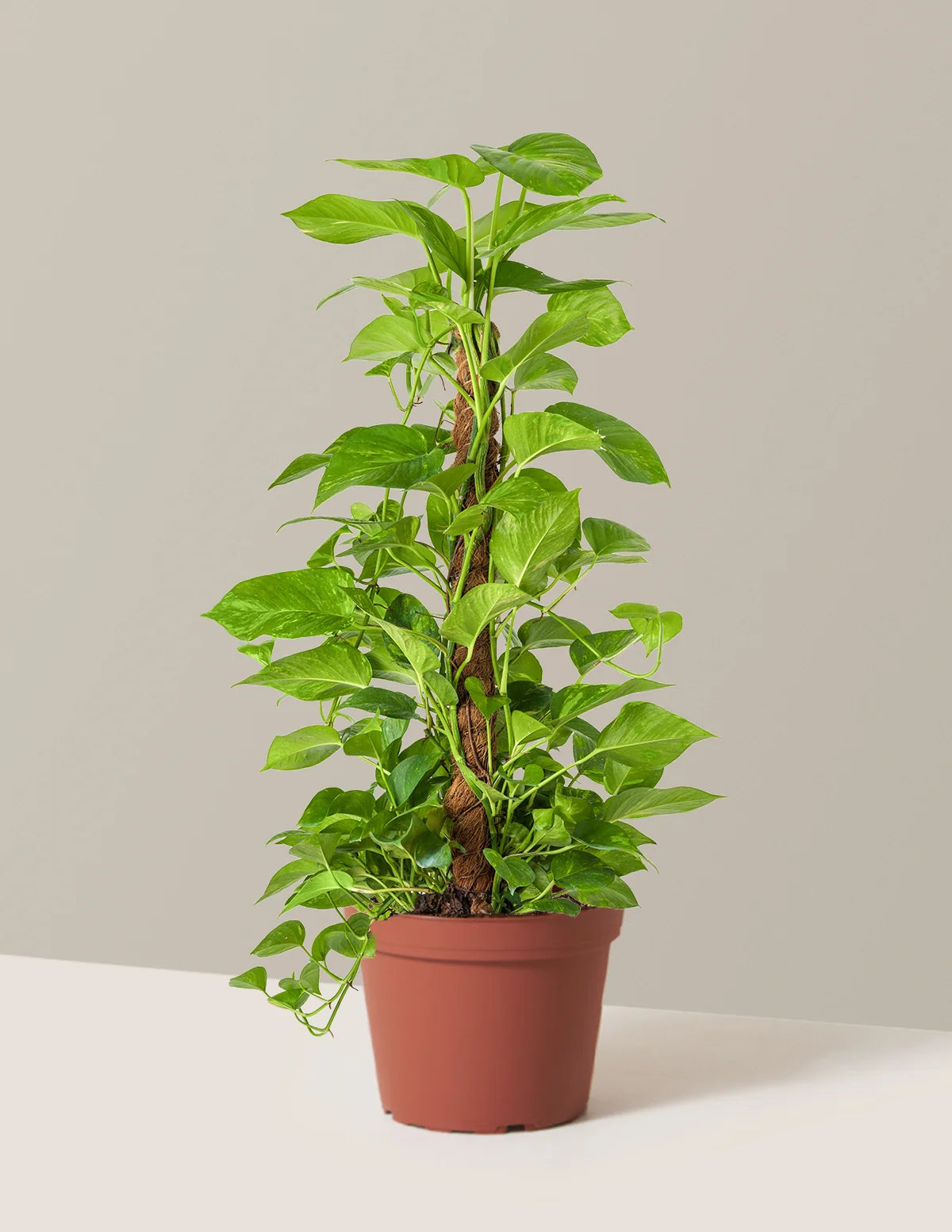 6in Pothos Totem