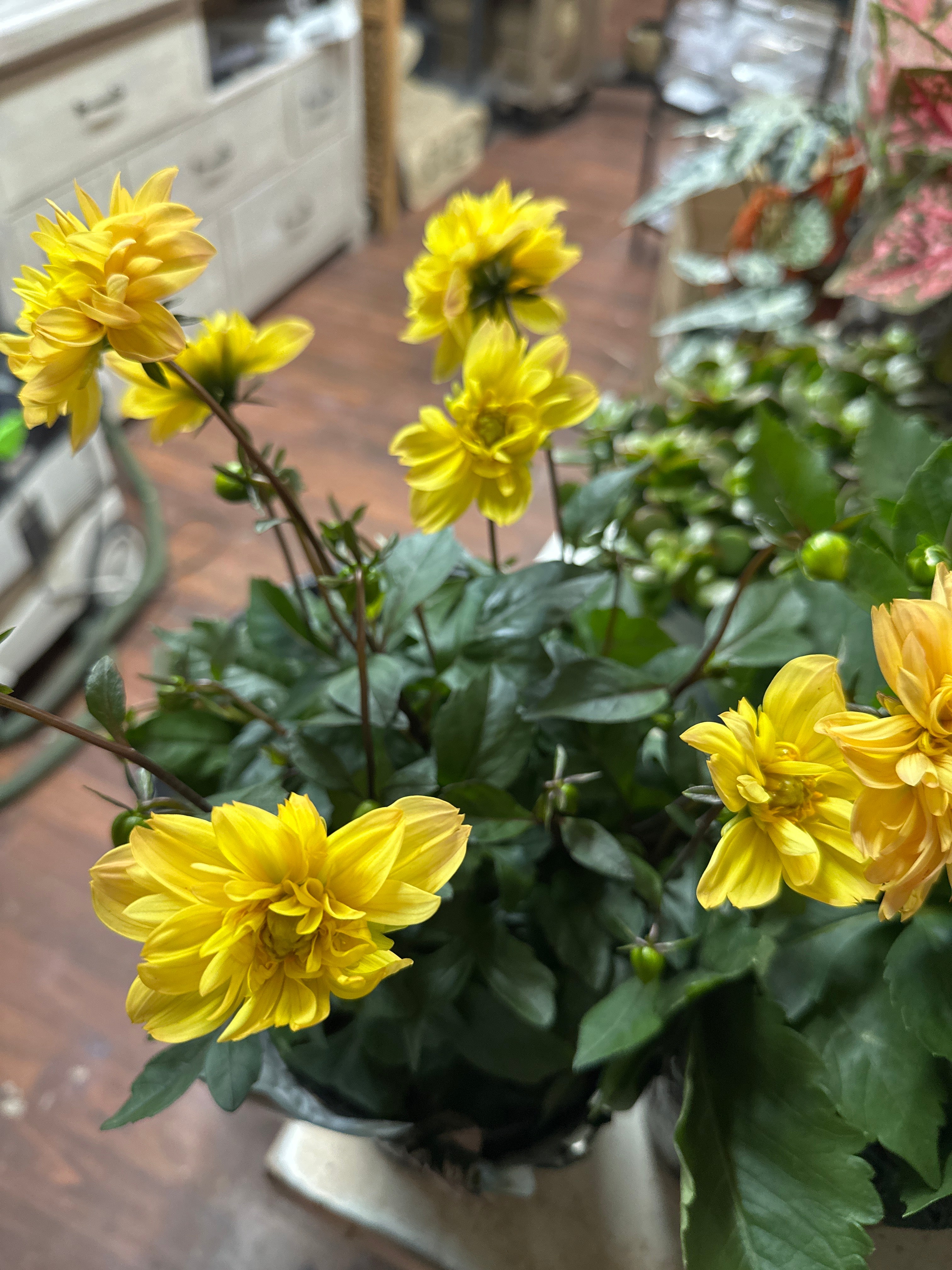 6.5in Dahlia
