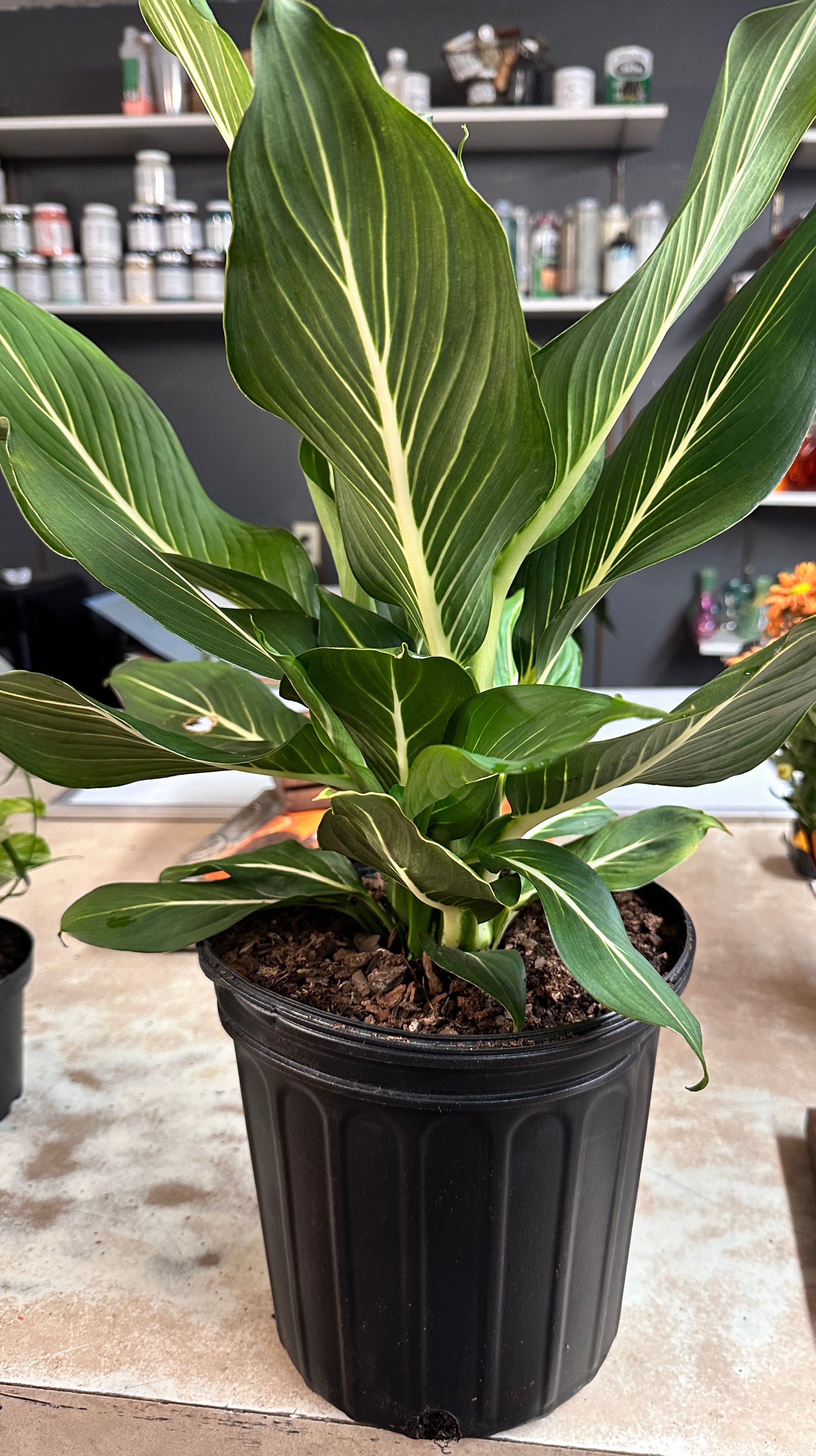 8in Dieffenbachia Sterling