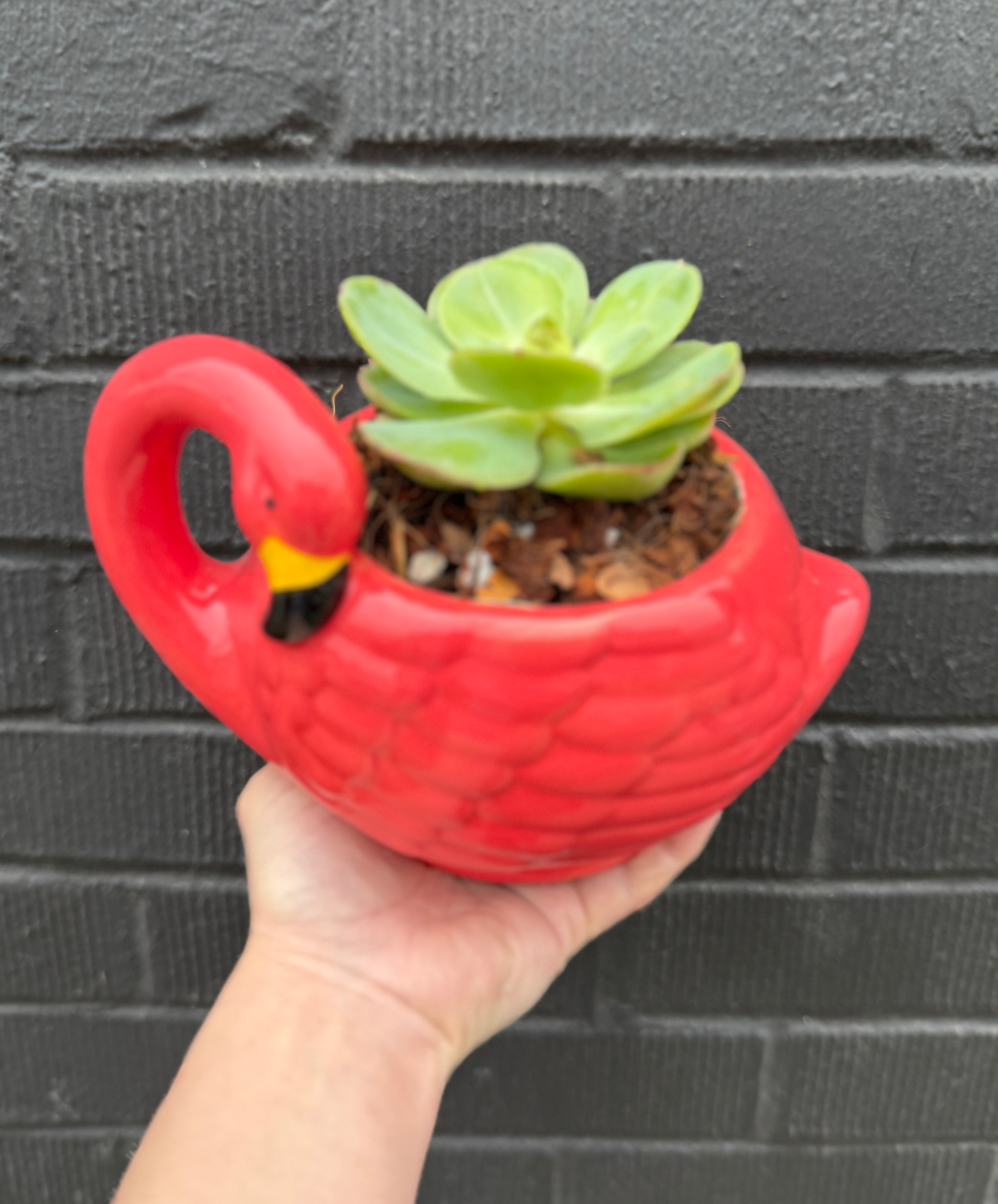 Flamingo Succulent