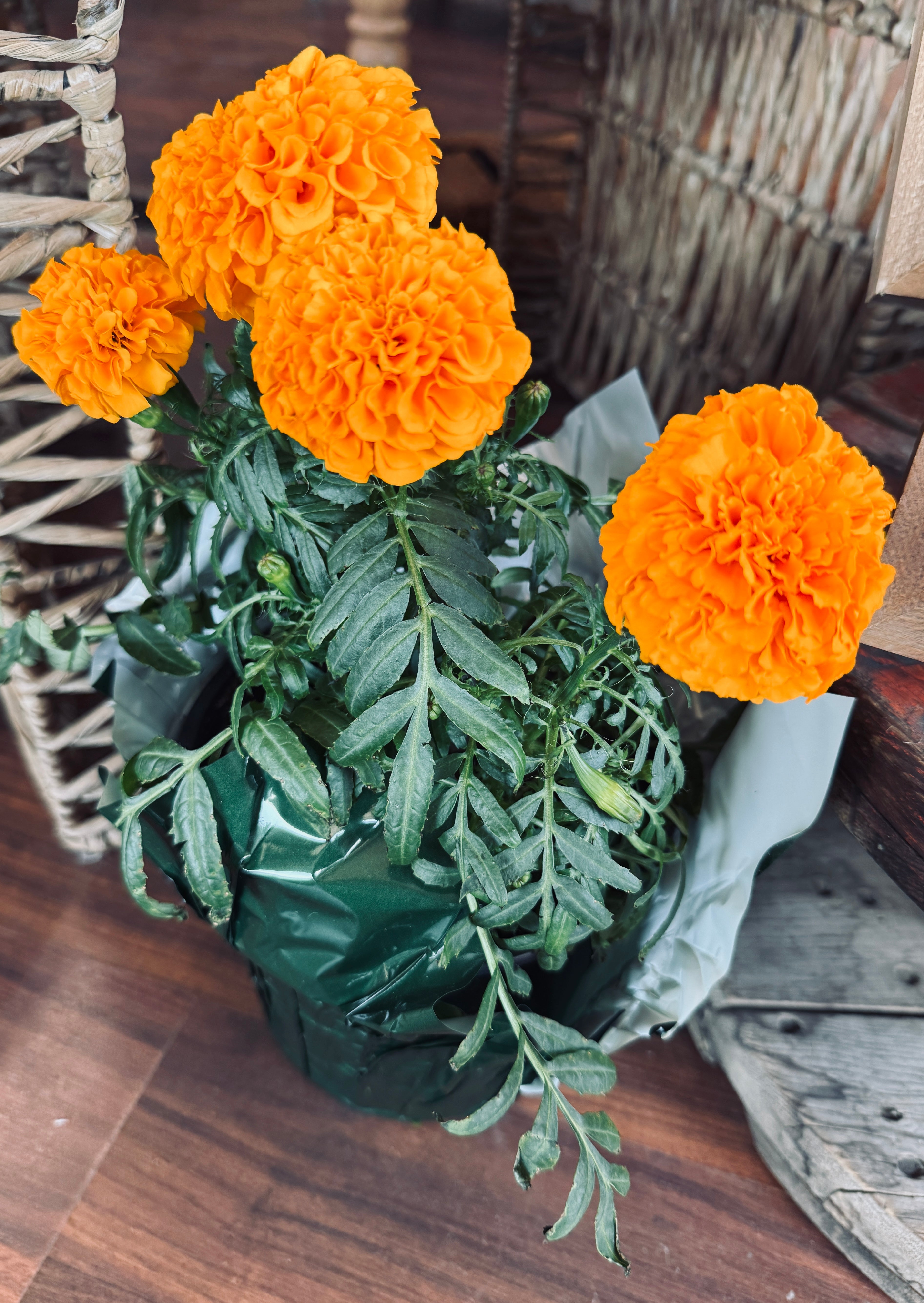 6.5in Marigold