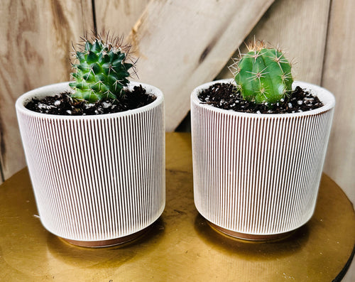 Potted Cacti