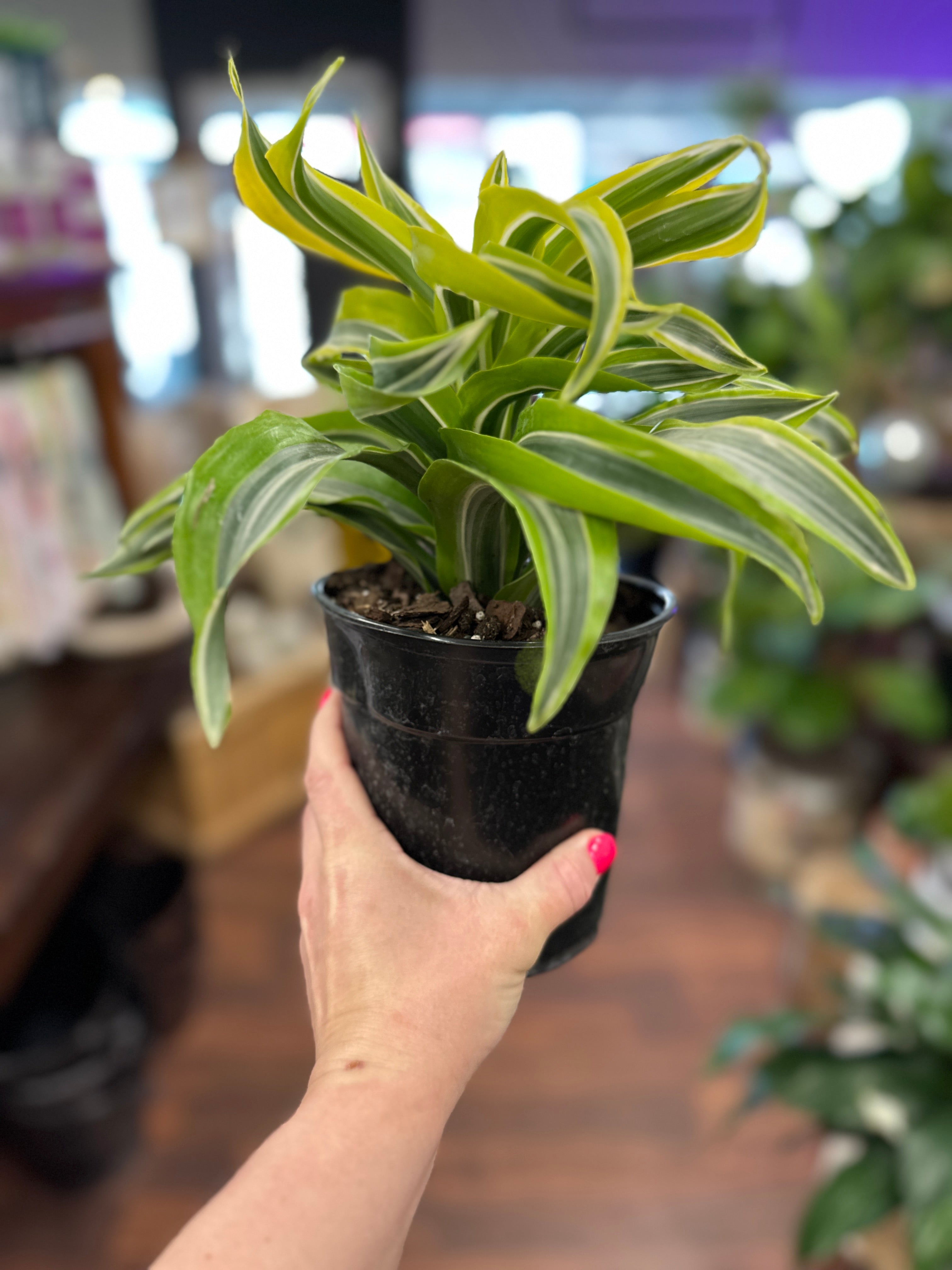 6in Dracena Lemon Surprise