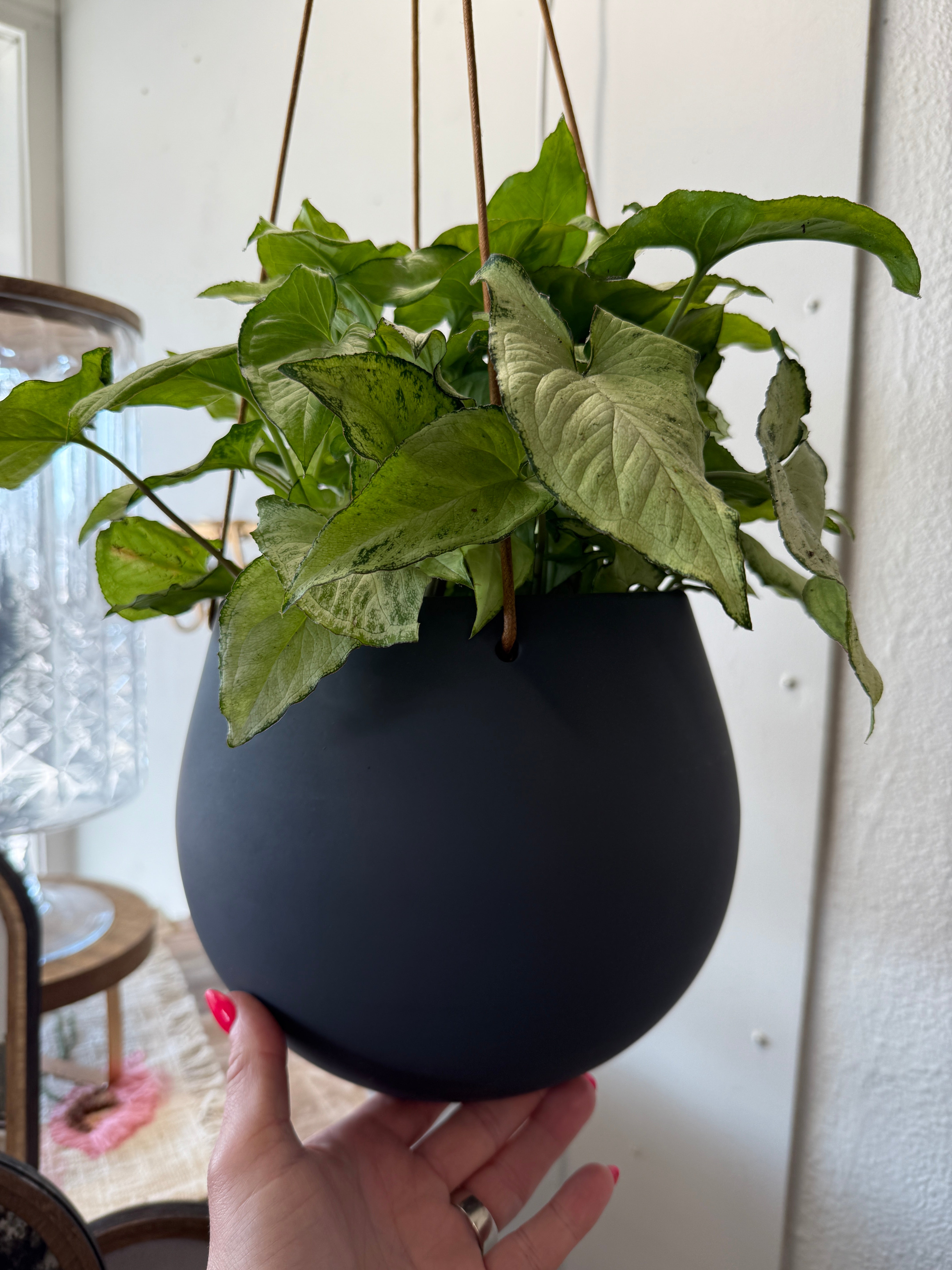 6in Nephthytis