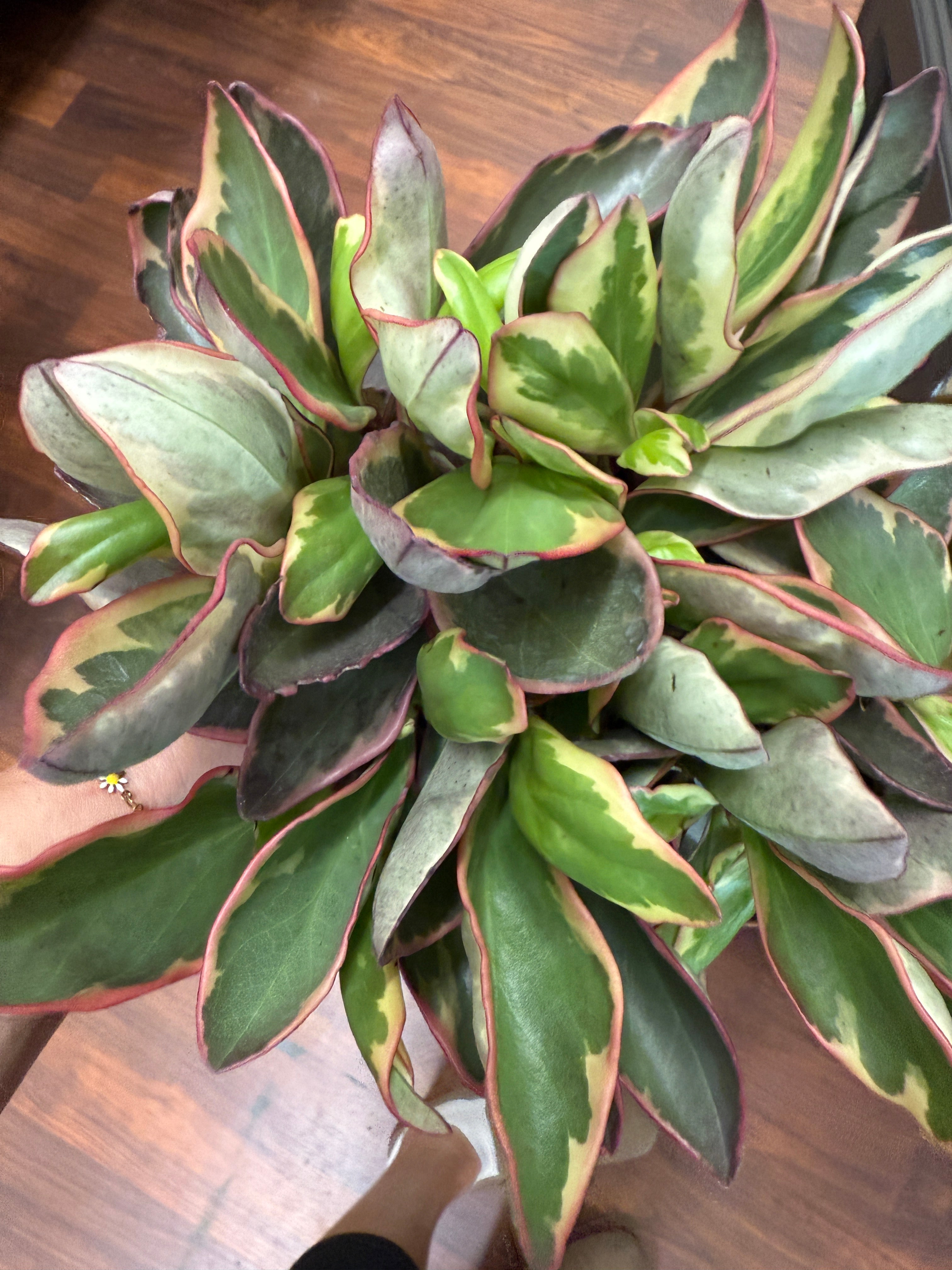 6in Pepperomia
