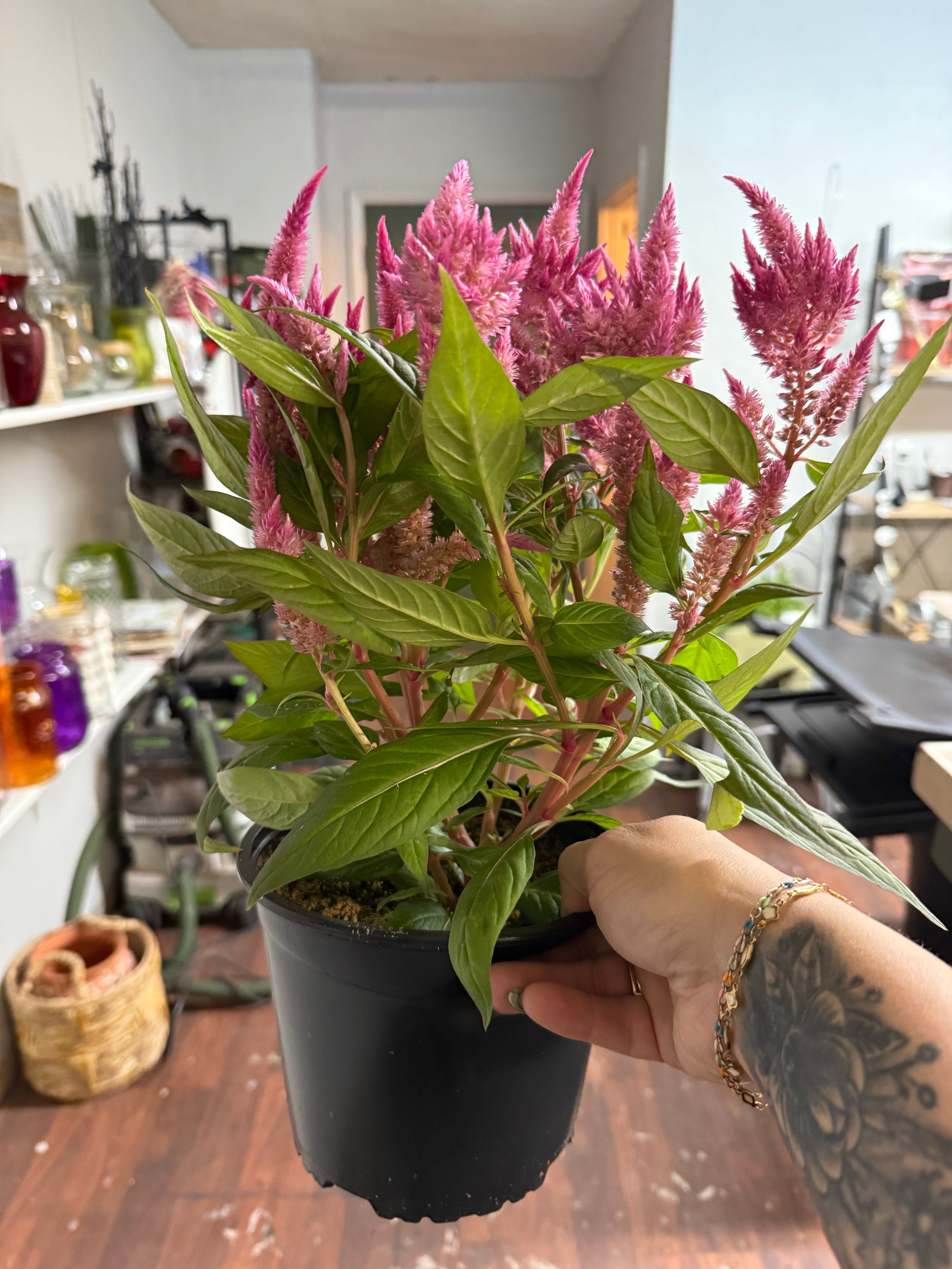 6in Celosia