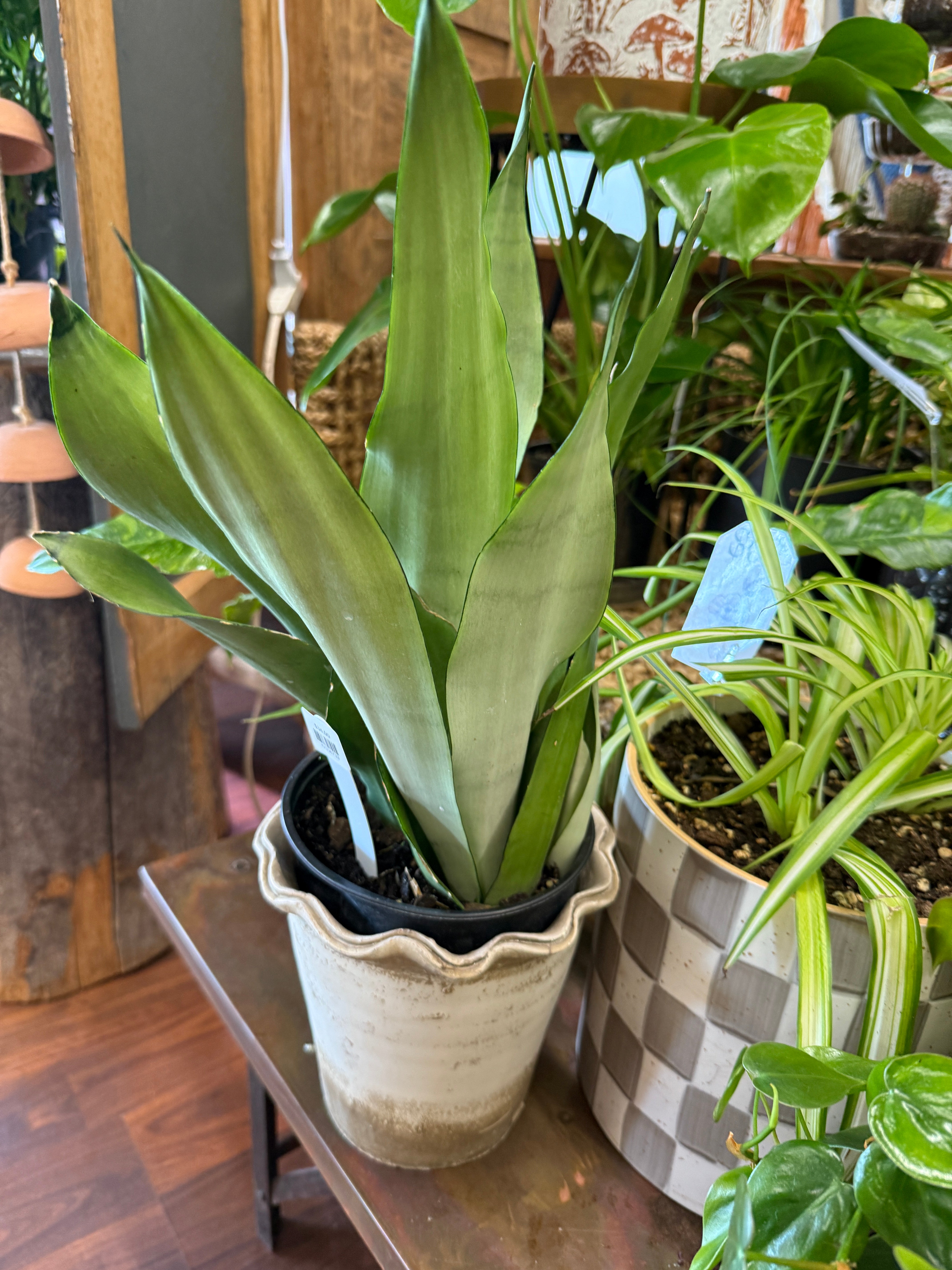 6in Moonshine Sansvieria