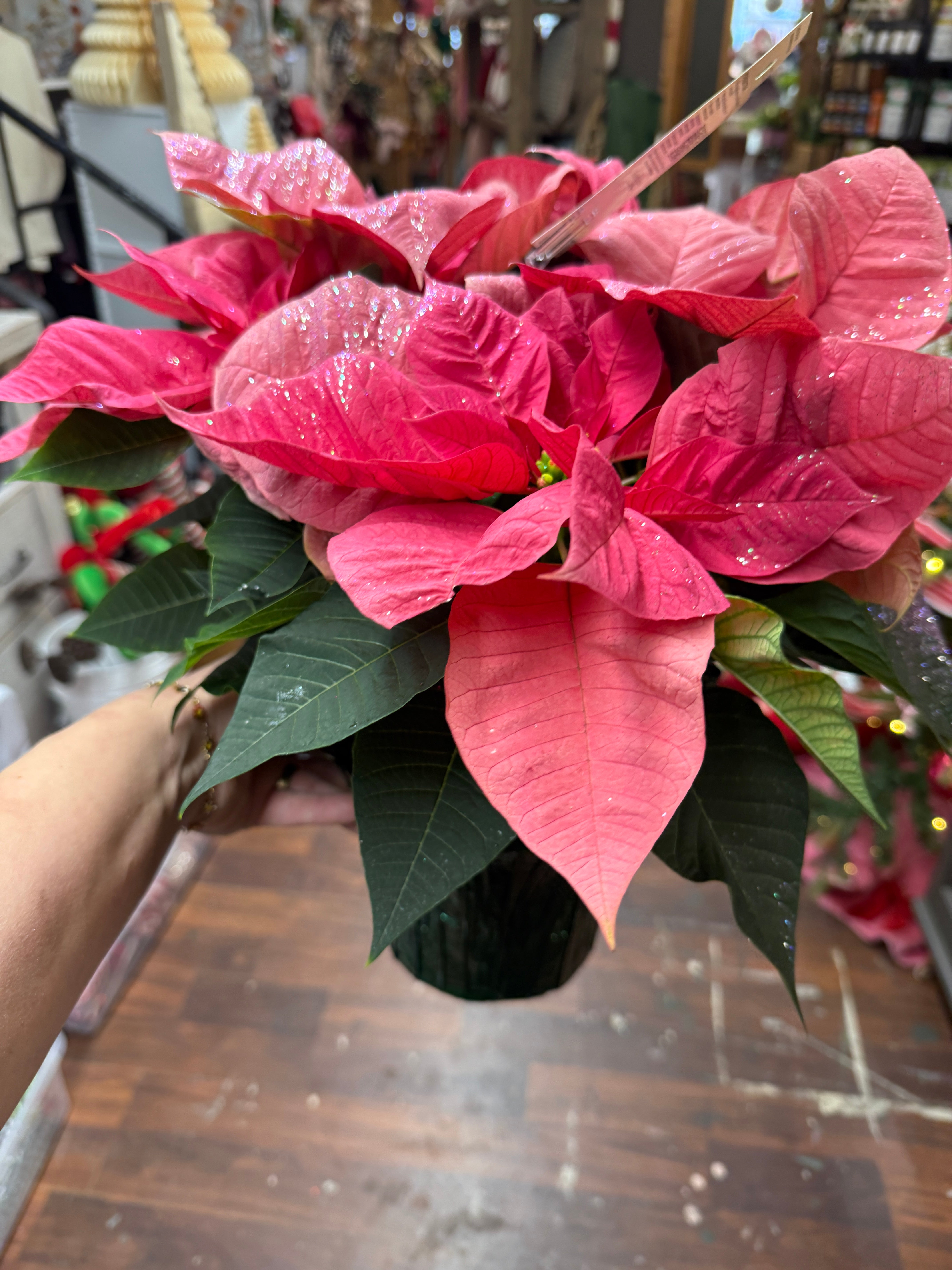 6.5in Pink Glitter Poinsettia