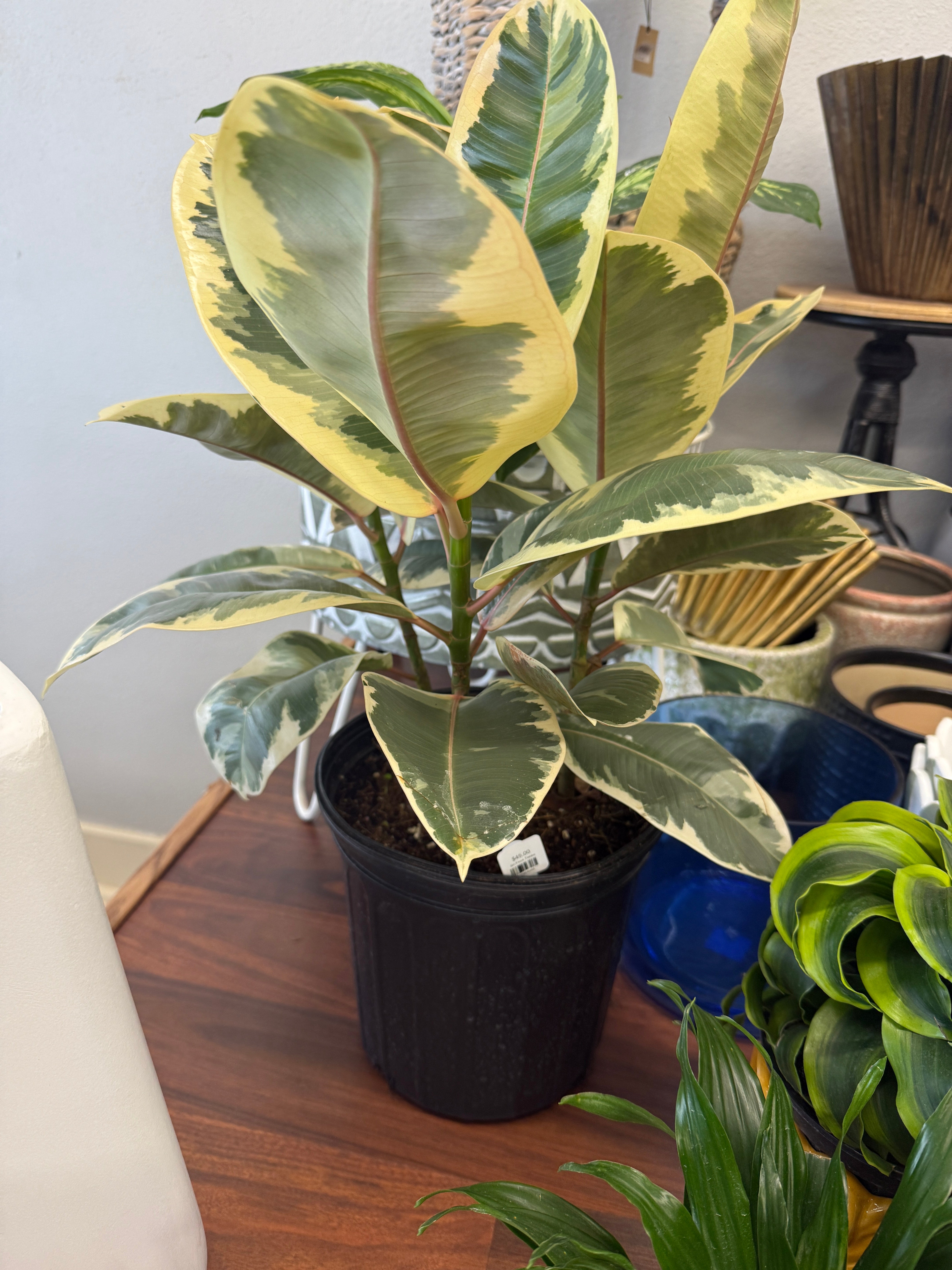8in Ficus Tienke