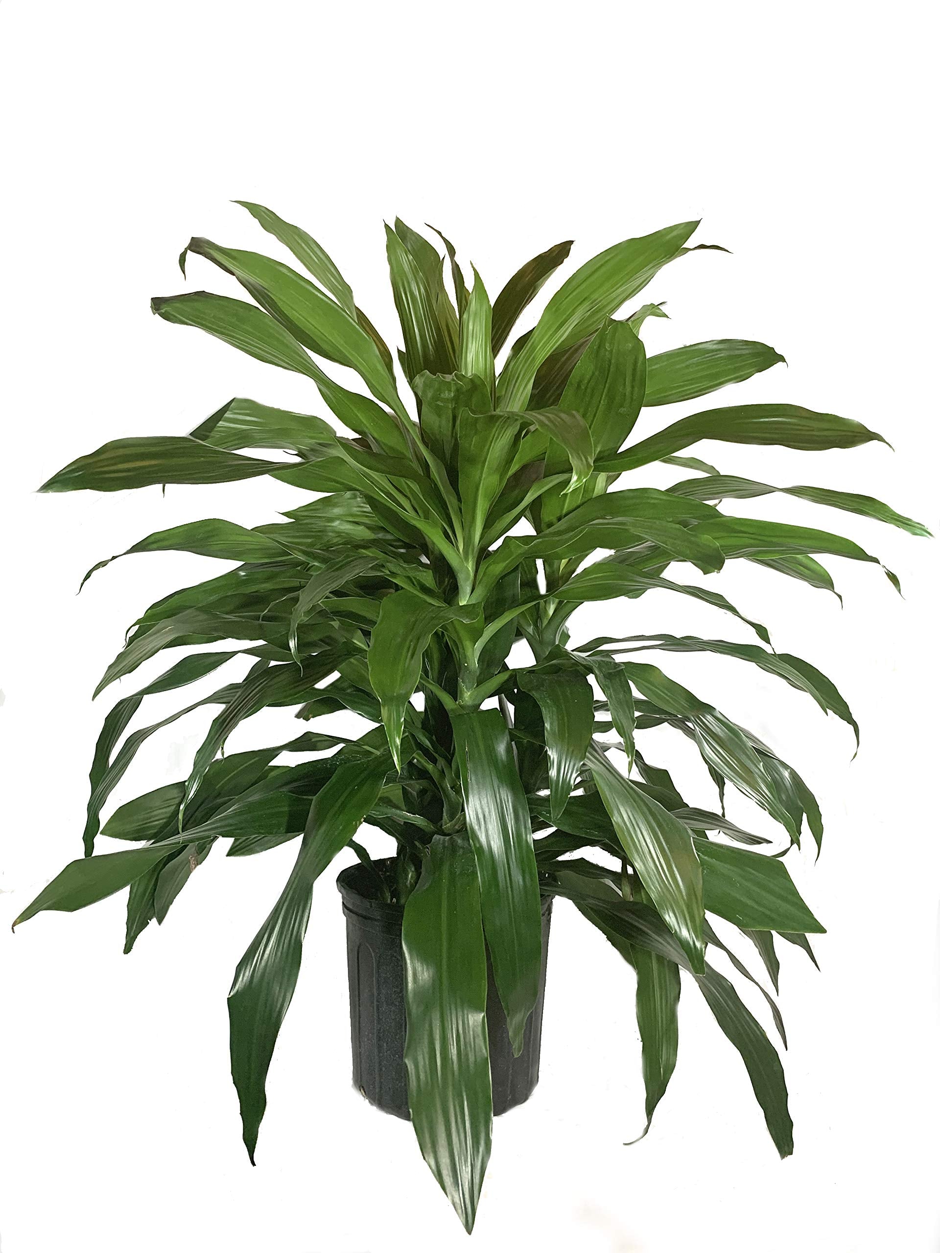 10in Dracena Janet Craig