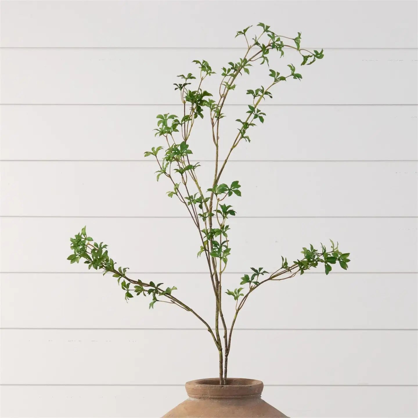 Blooming Enkianthus