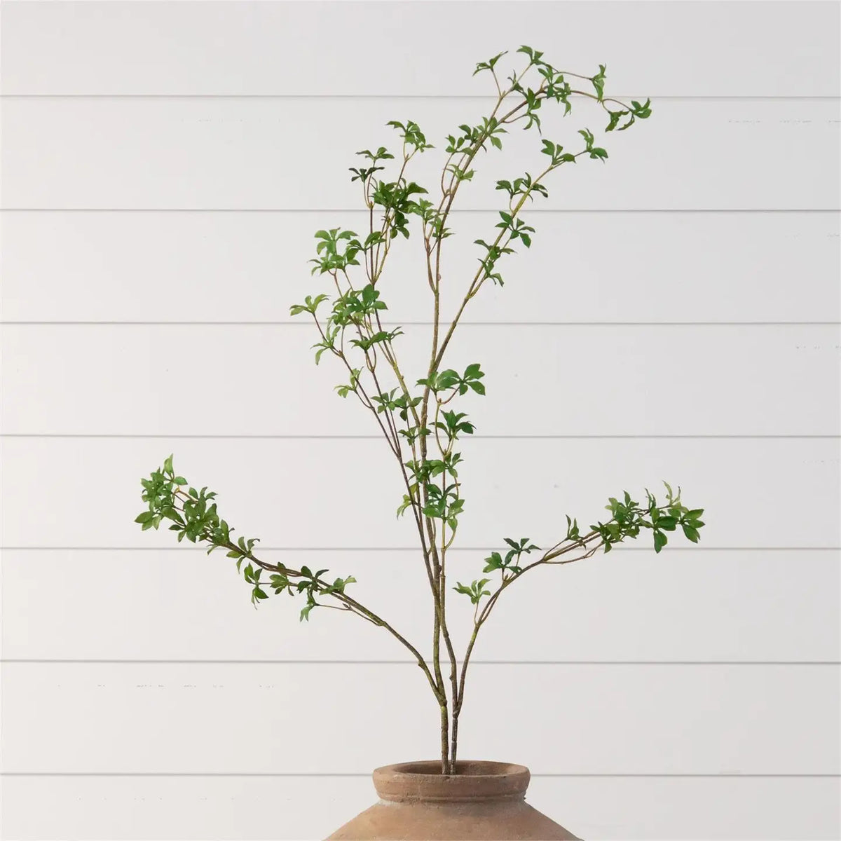 Blooming Enkianthus