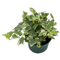 8in Variegated Ivy