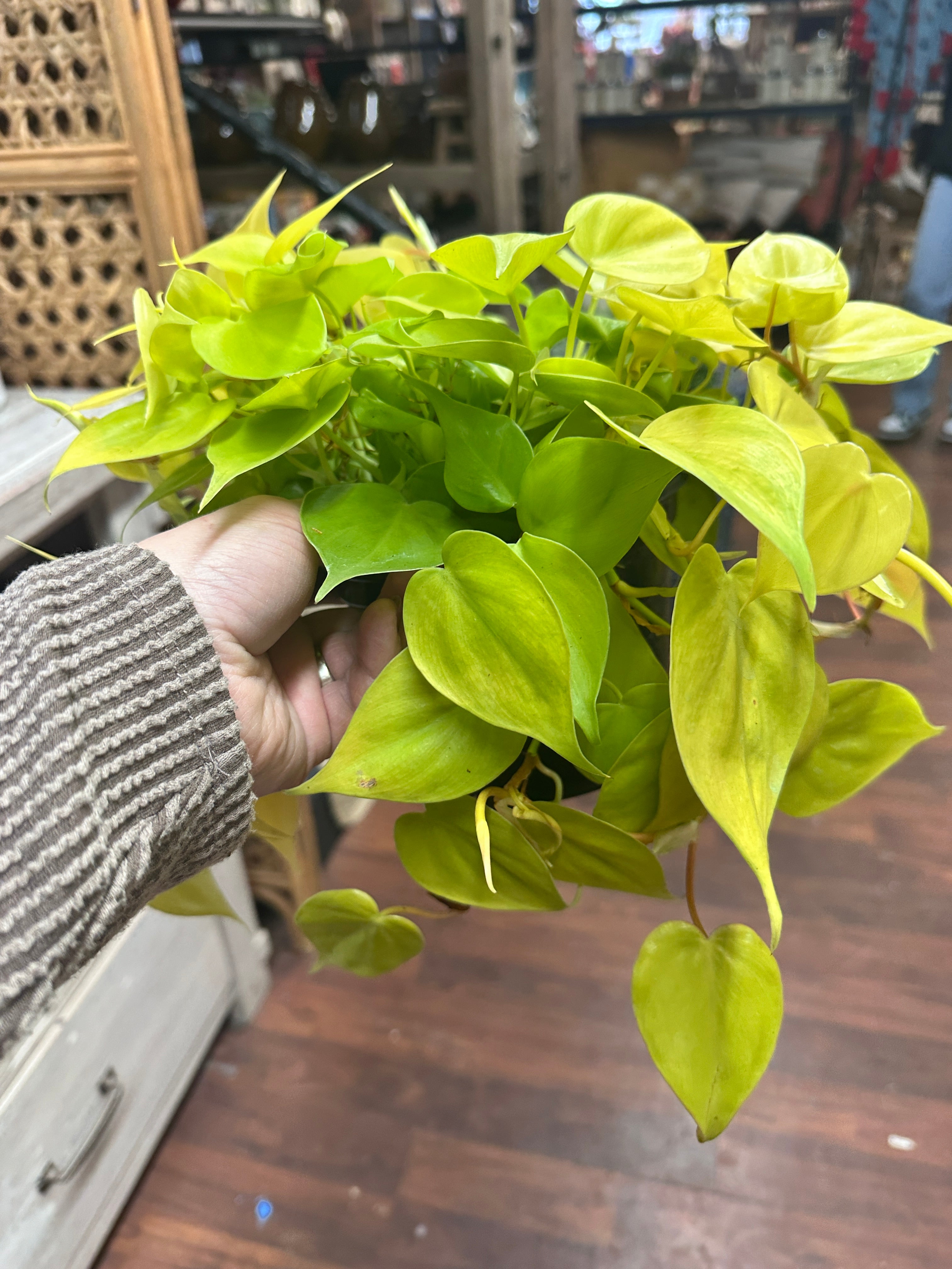 6in Lemon Philodendron