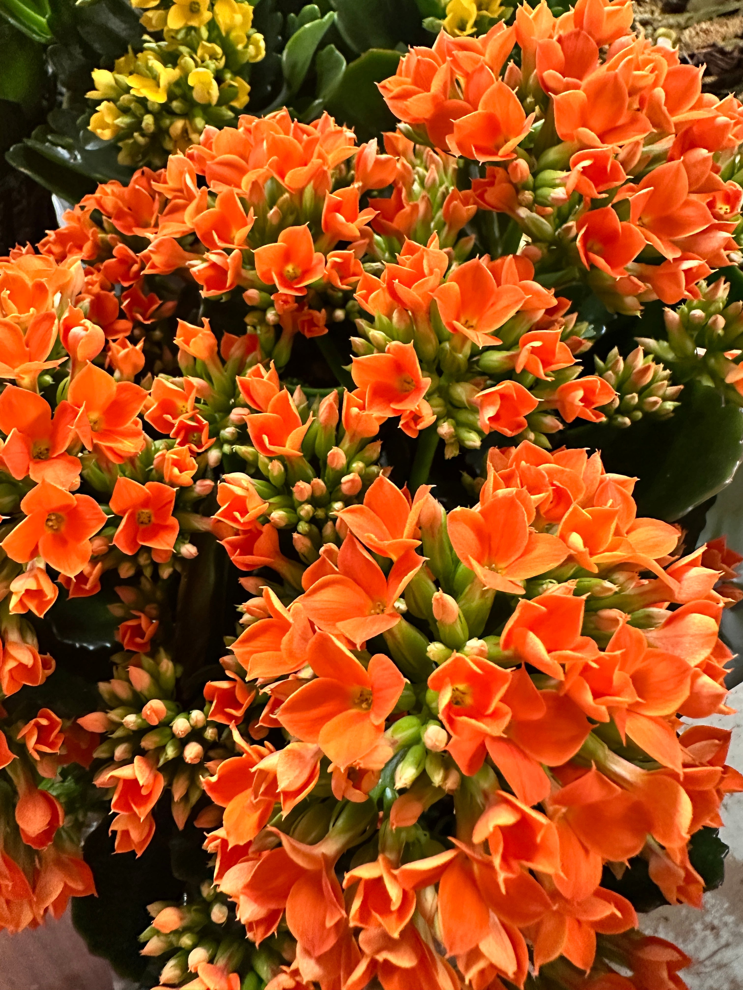 6in Kalanchoe