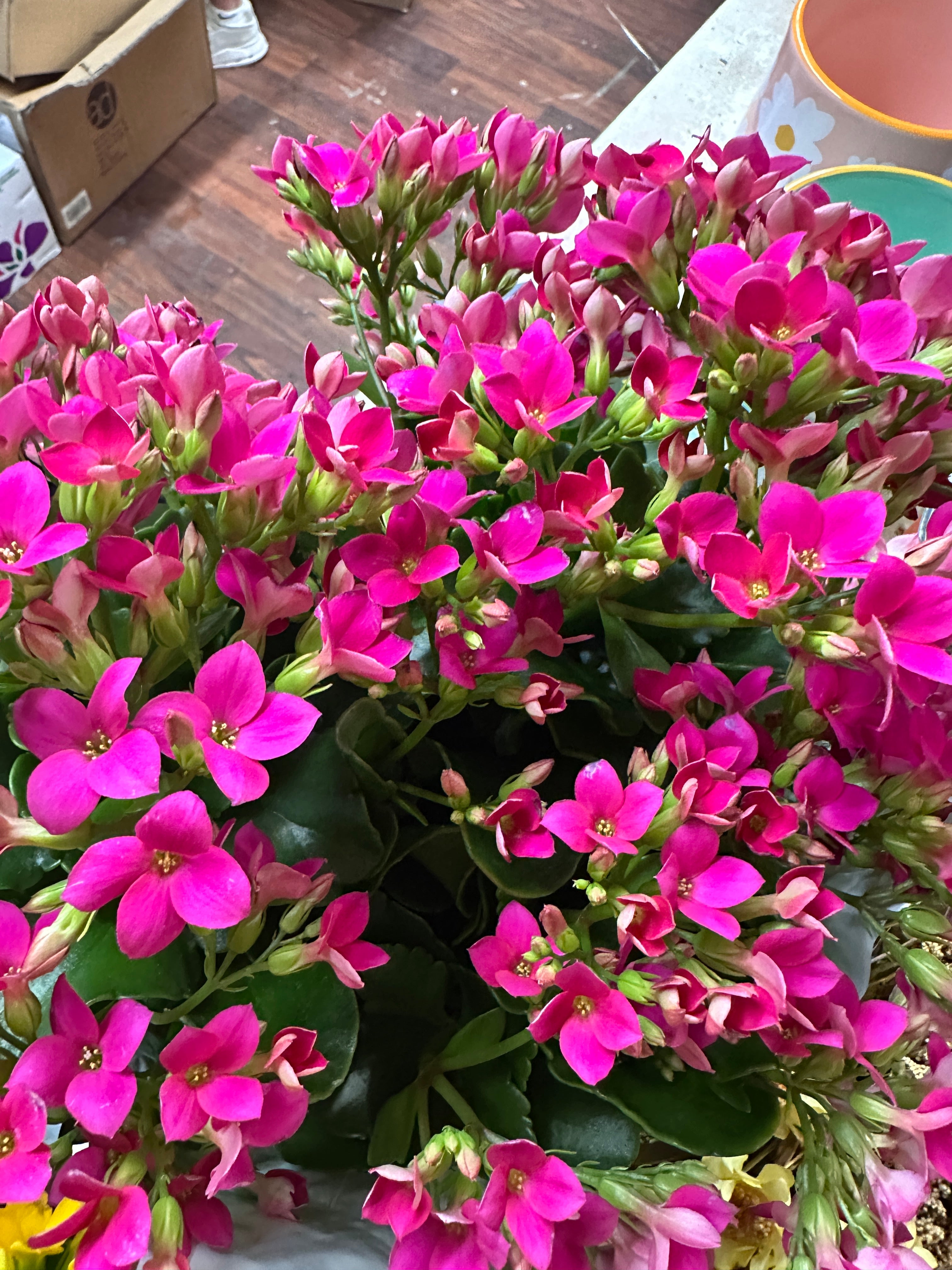 6in Kalanchoe