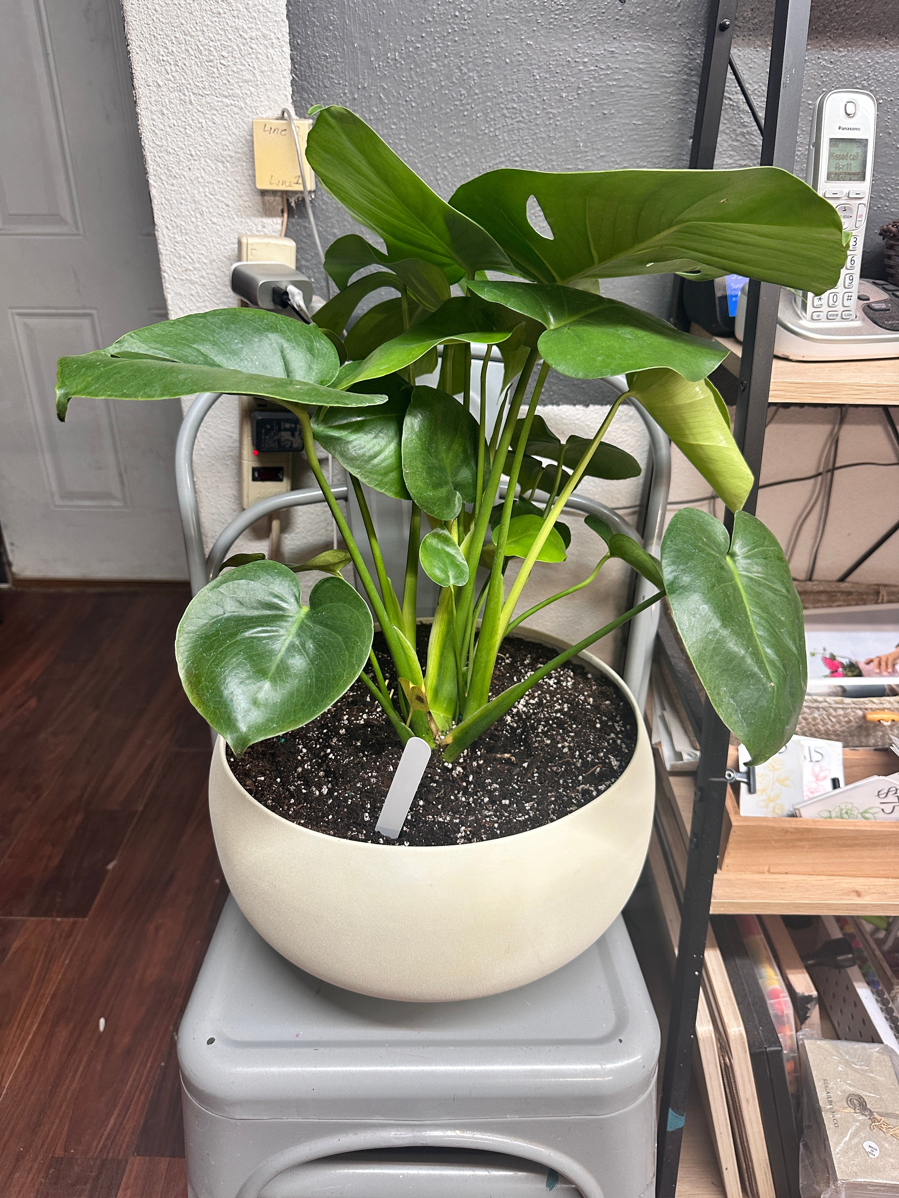 8in Potted Monstera Deliciosa
