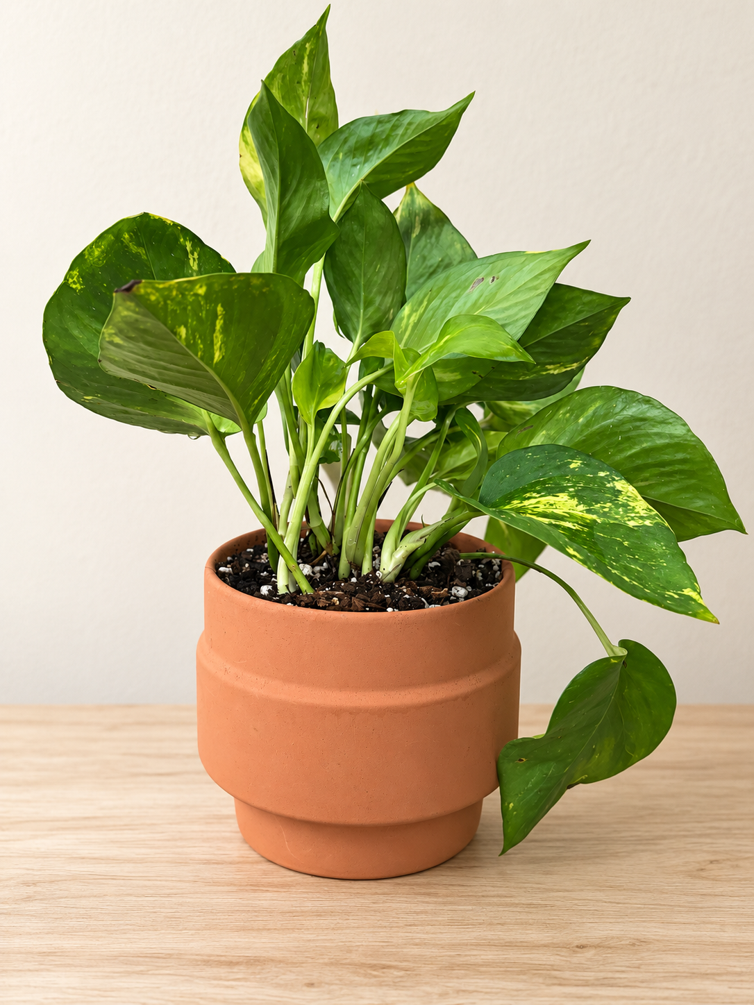 4in Potted Pothos Terracotta Planter