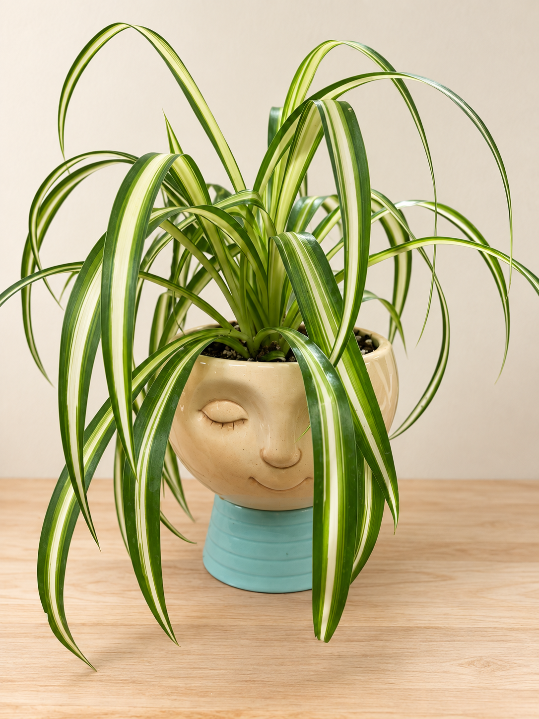 4in Potted Spider in Head Planter