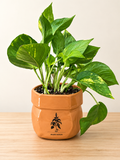 4in Potted Pothos Herb Seeds Planter