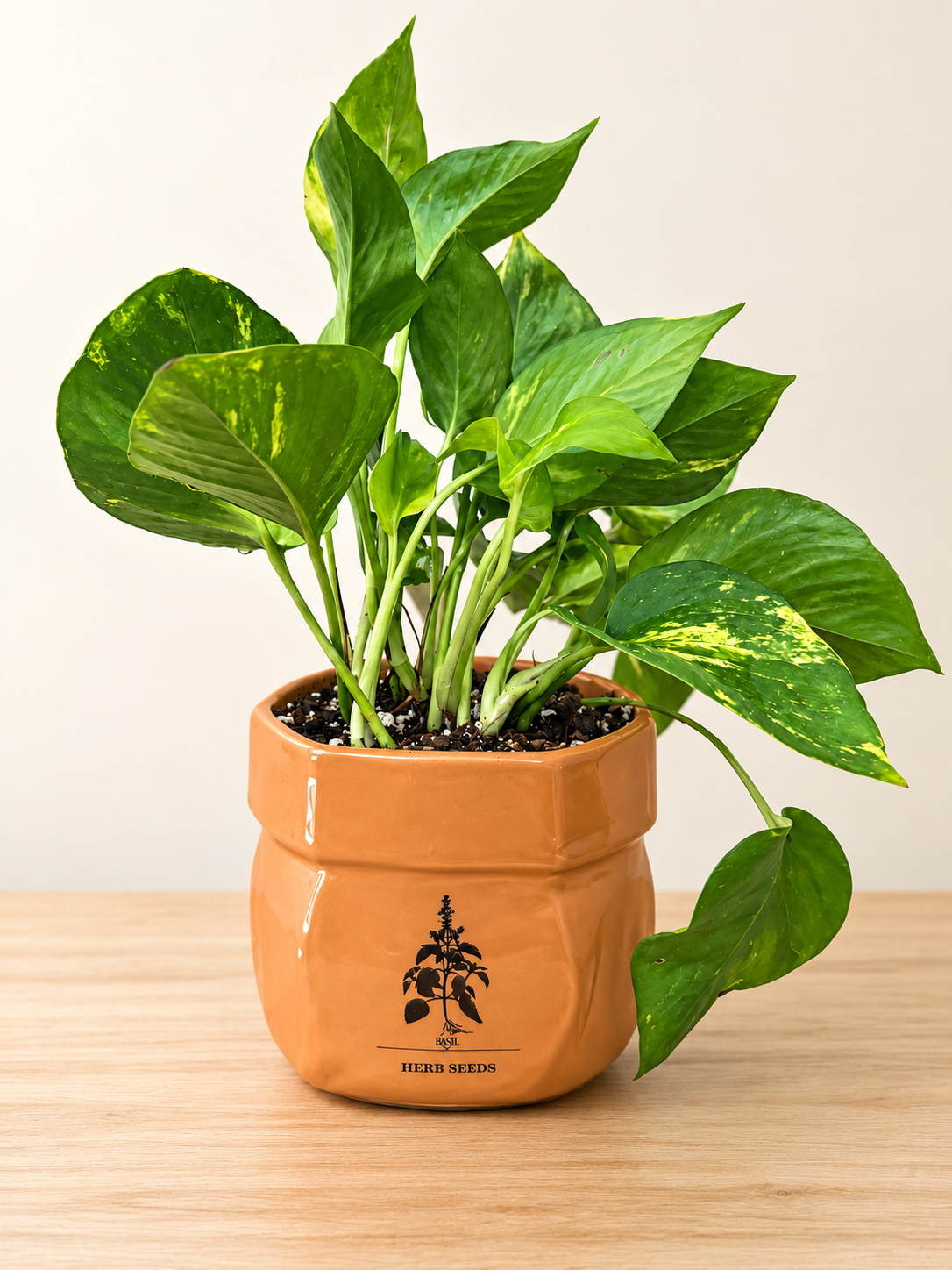 4in Potted Pothos Herb Seeds Planter